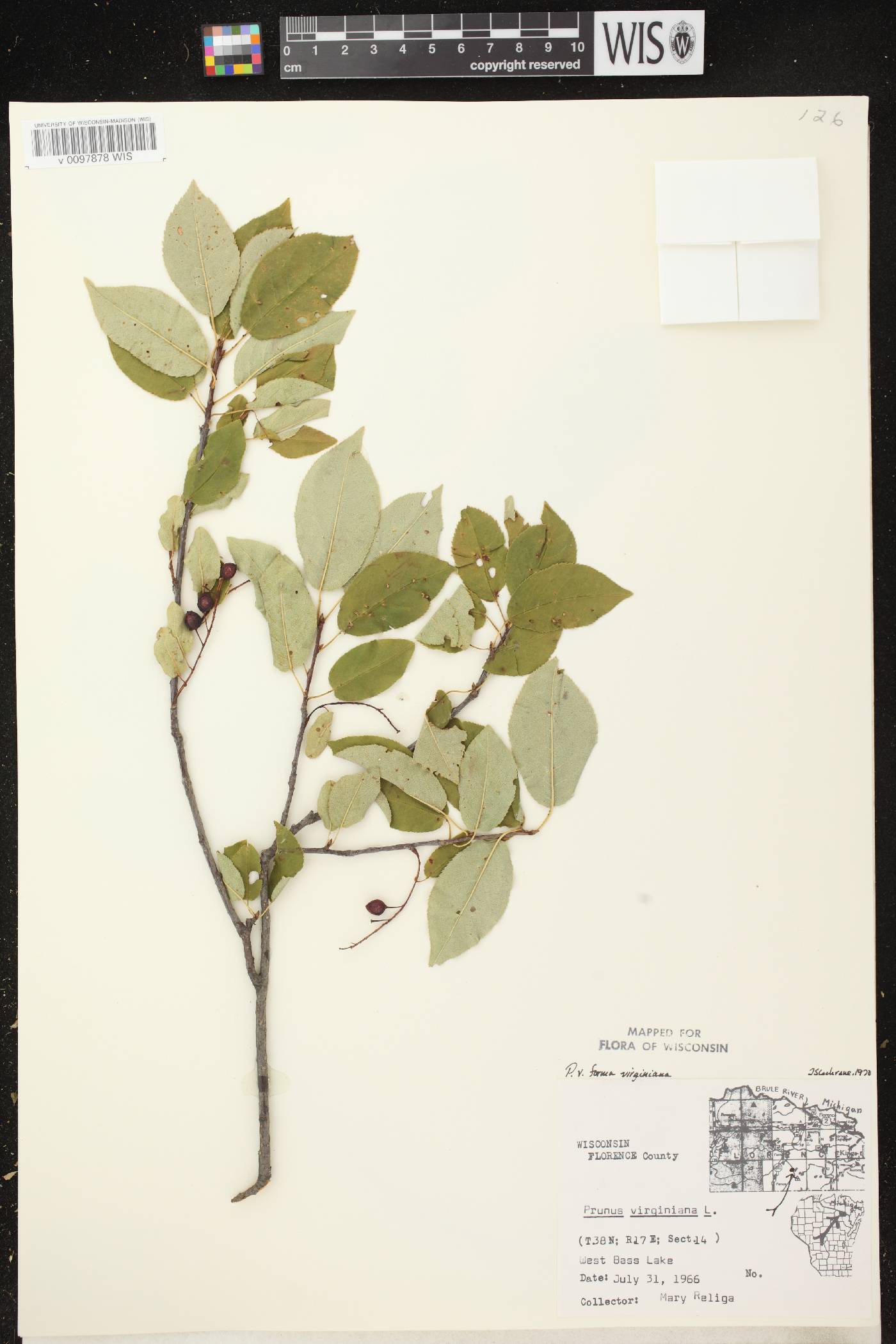 Prunus virginiana image