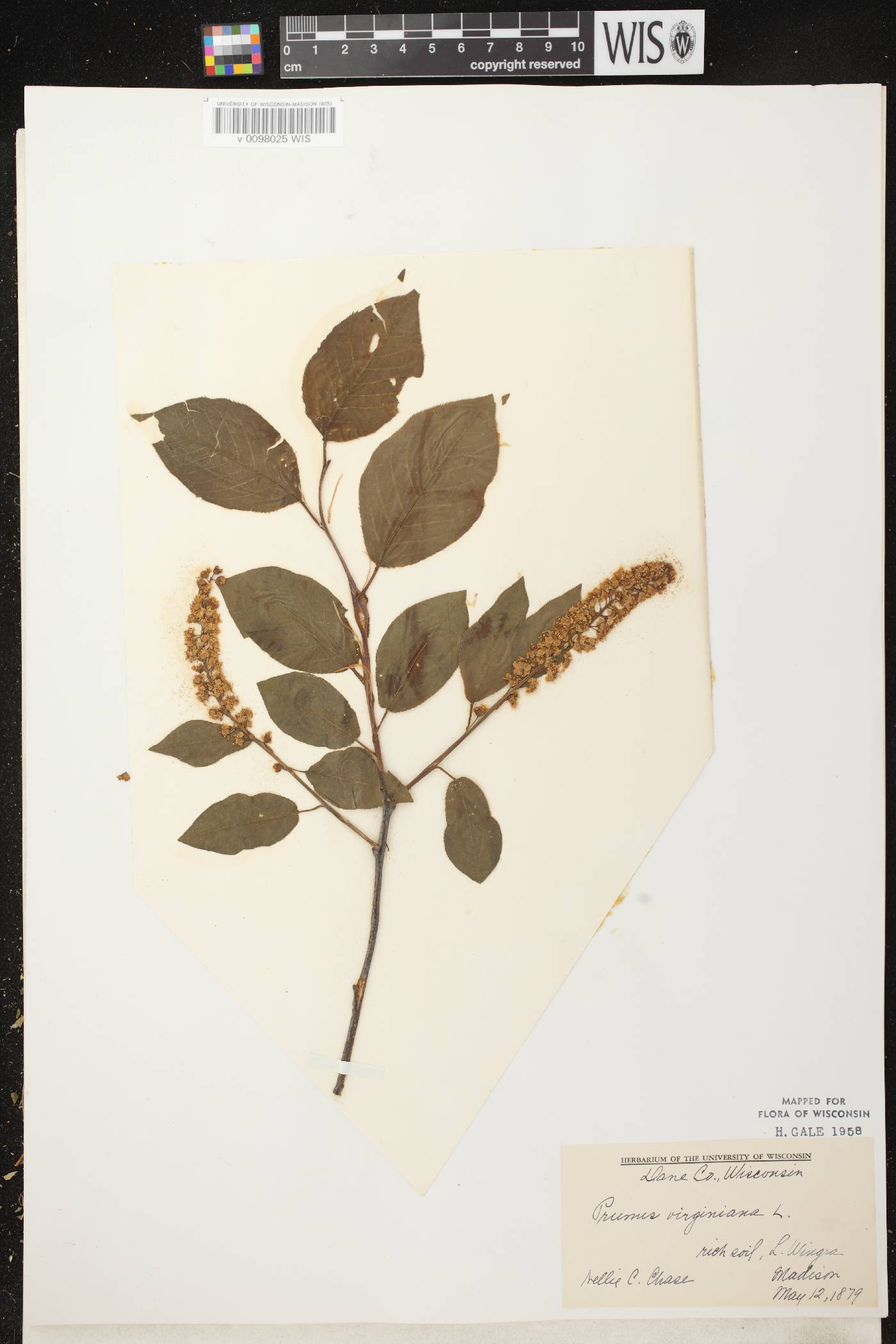 Prunus virginiana image