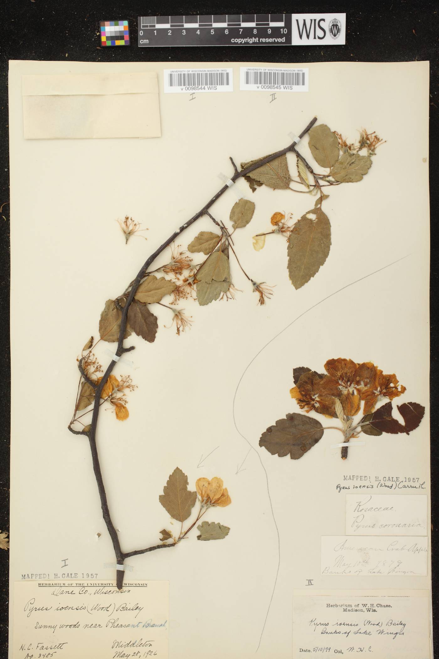 Malus ioensis image