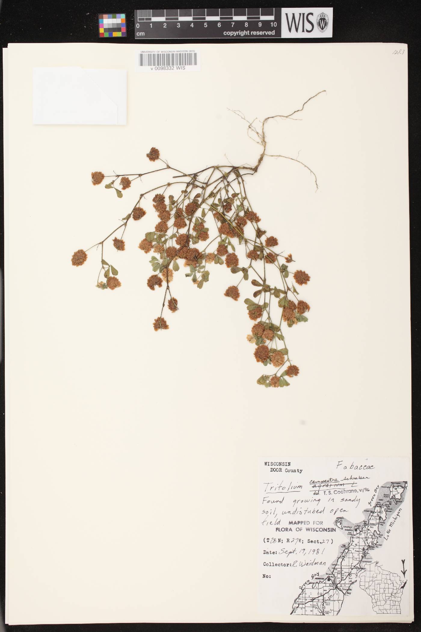 Trifolium campestre image