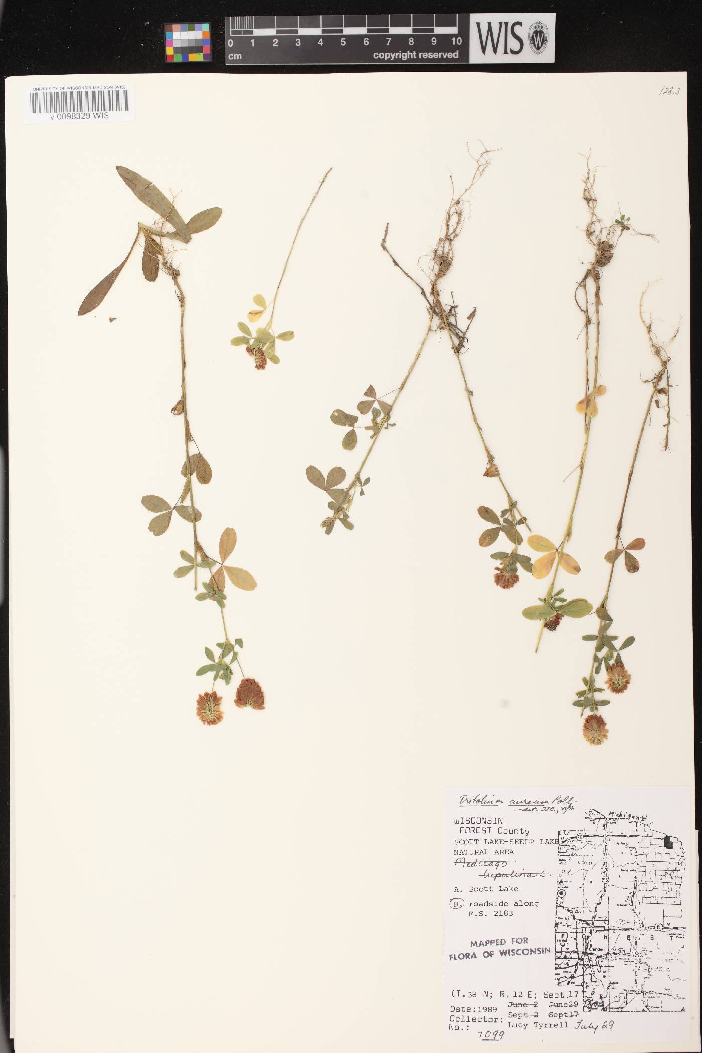 Trifolium aureum image
