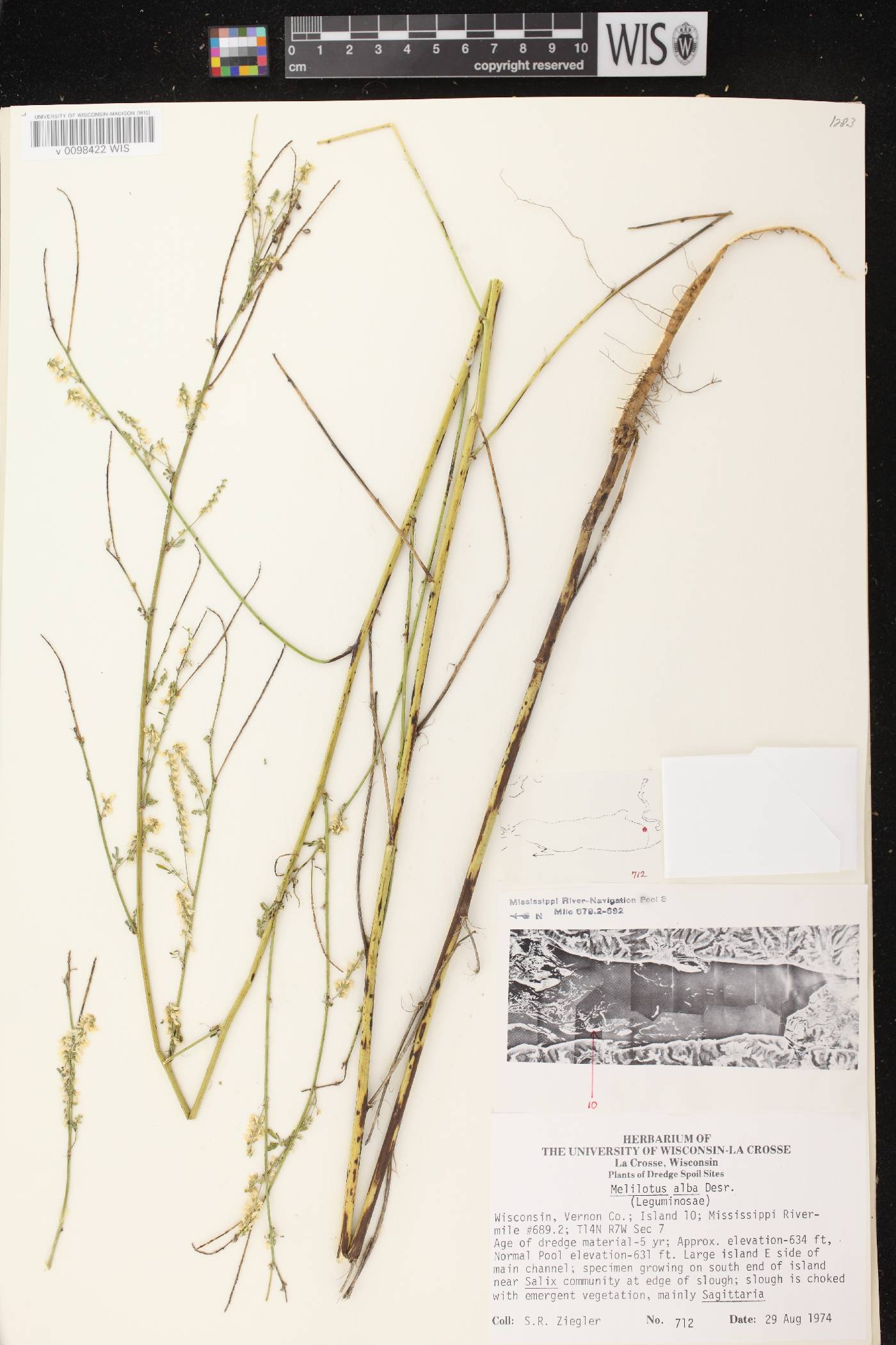 Melilotus albus image
