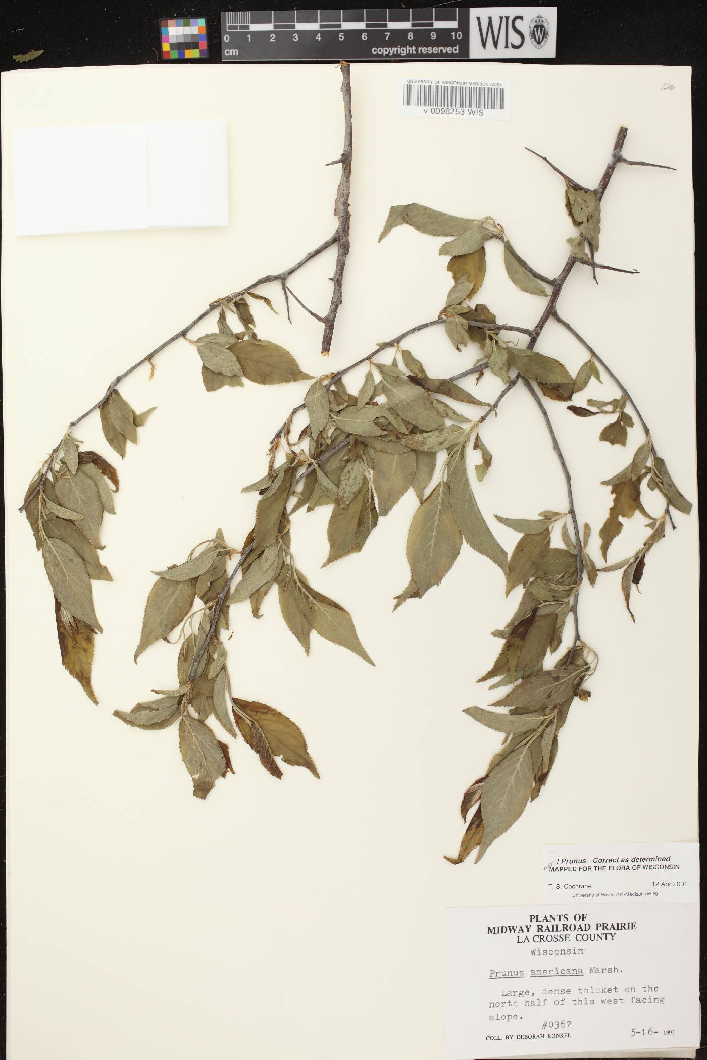 Prunus americana image