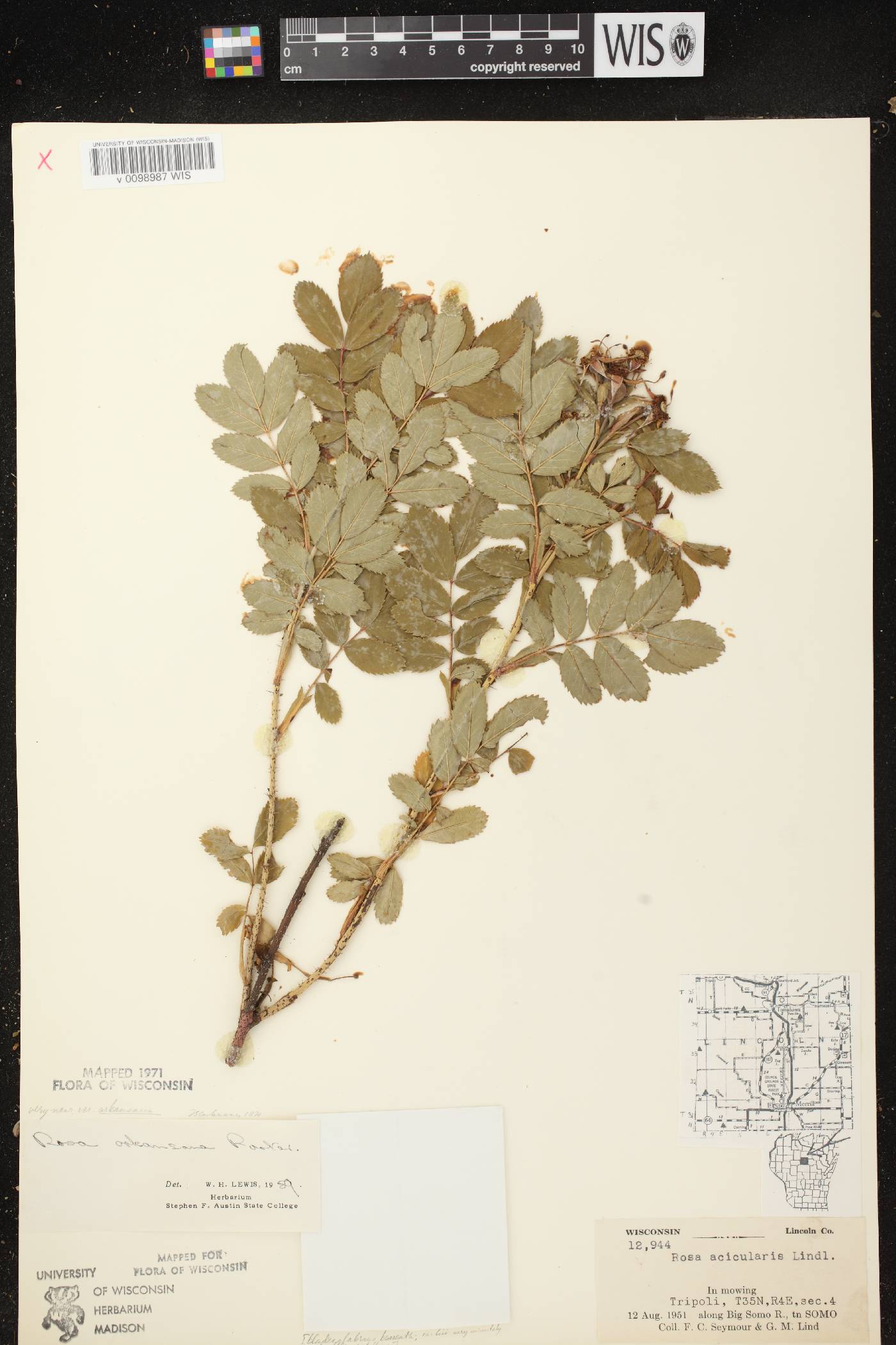 Rosa arkansana image