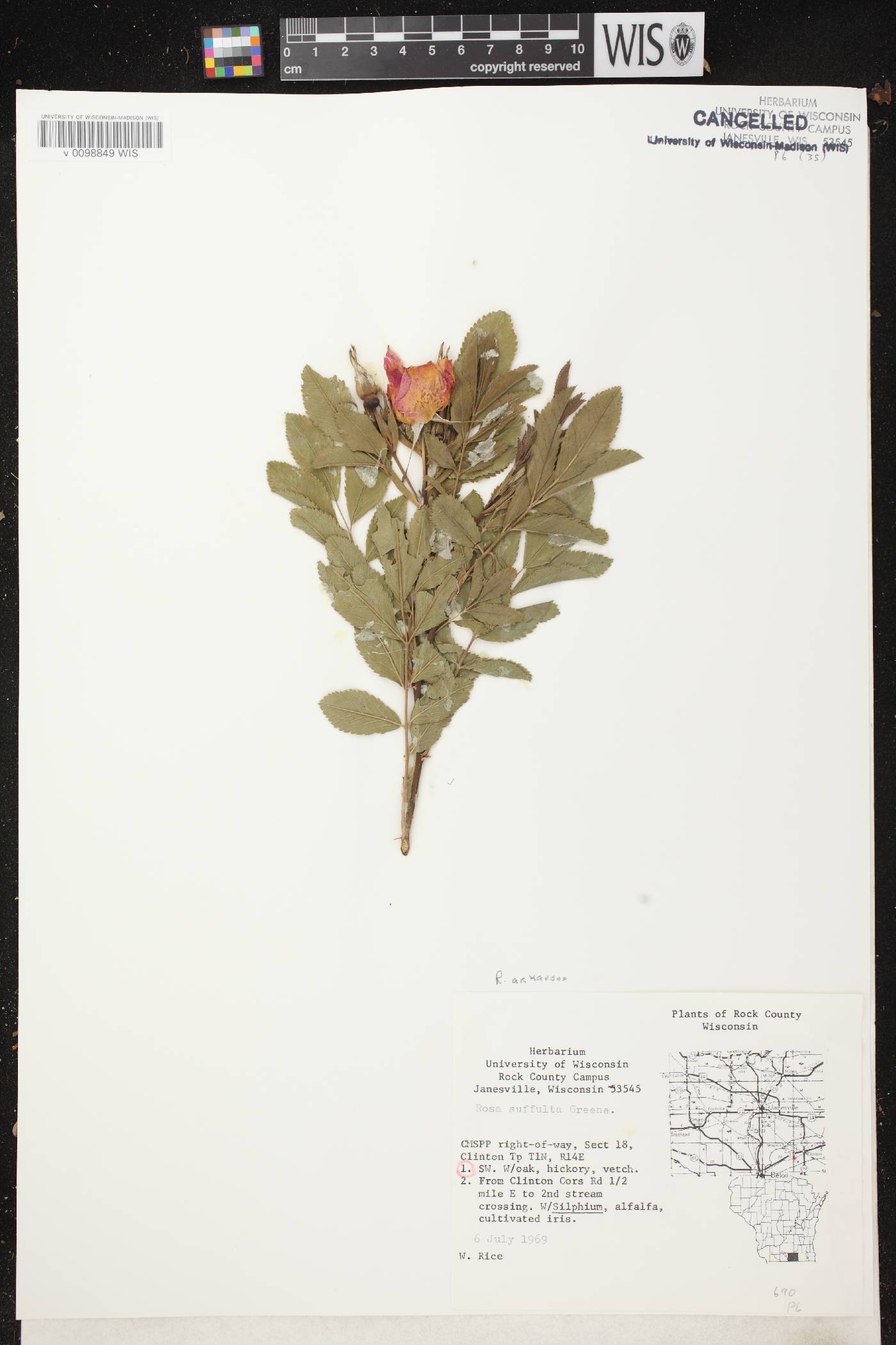 Rosa arkansana image