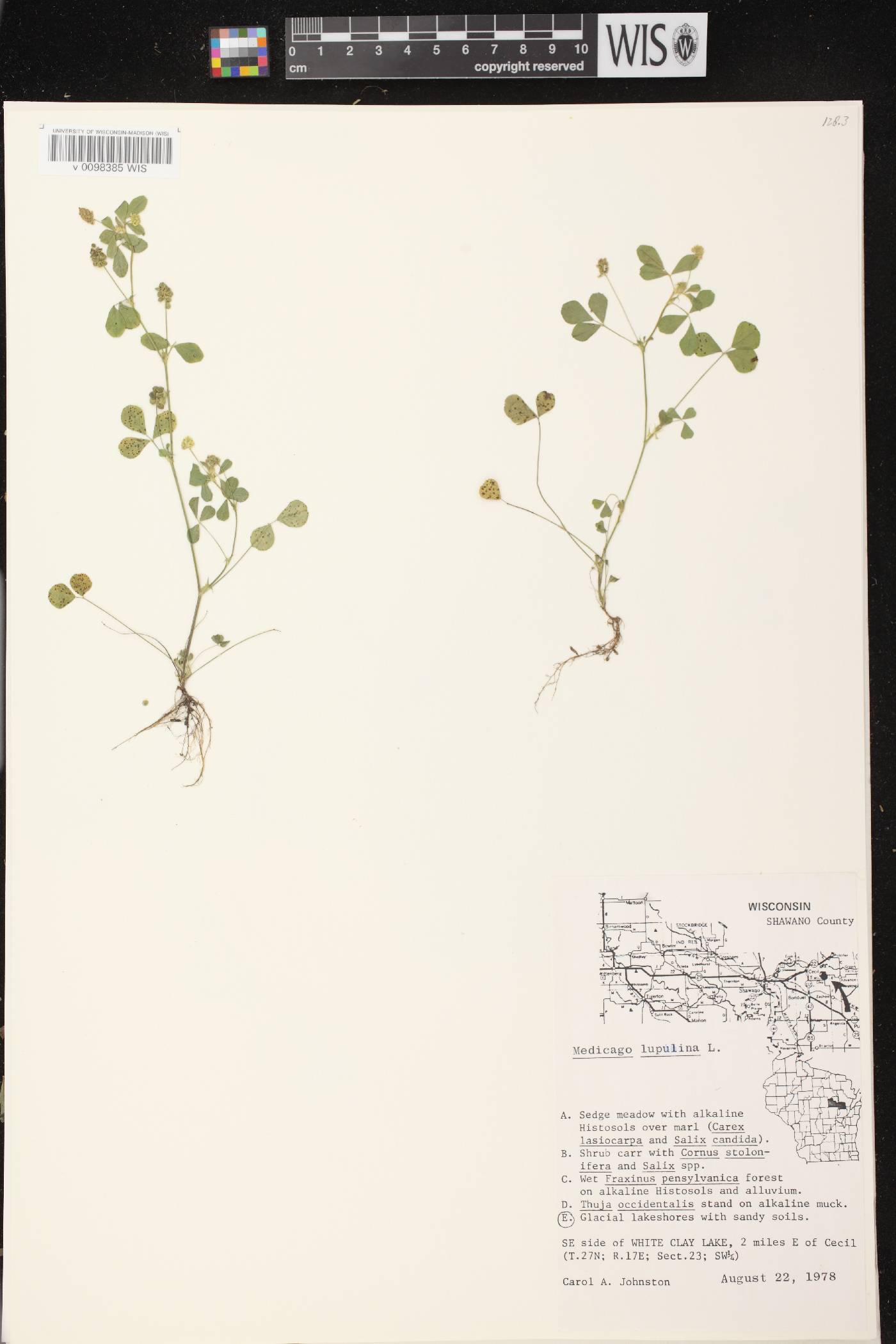 Medicago lupulina image