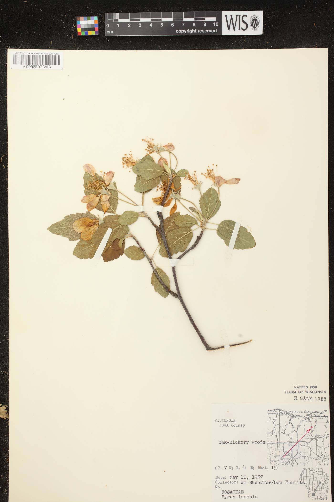 Malus ioensis image