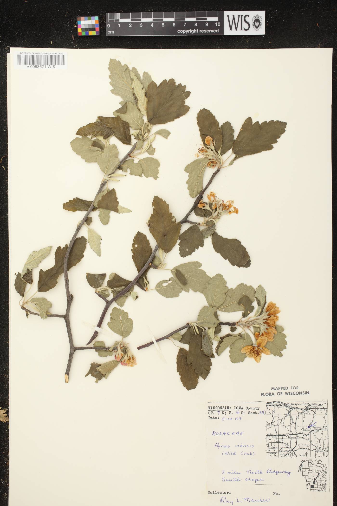 Malus ioensis image