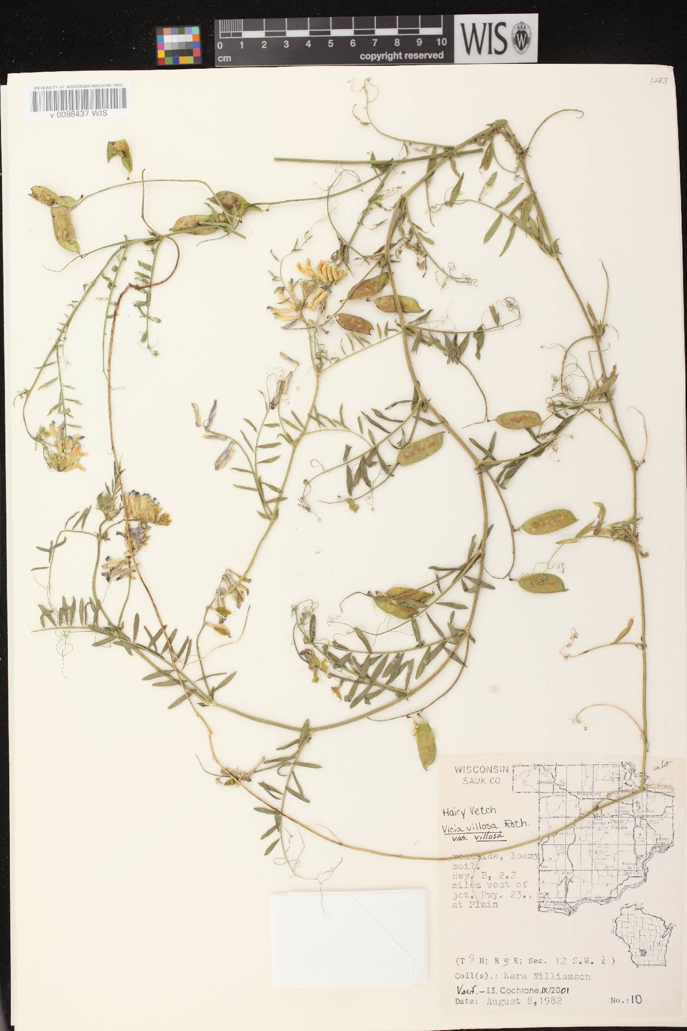 Vicia villosa image