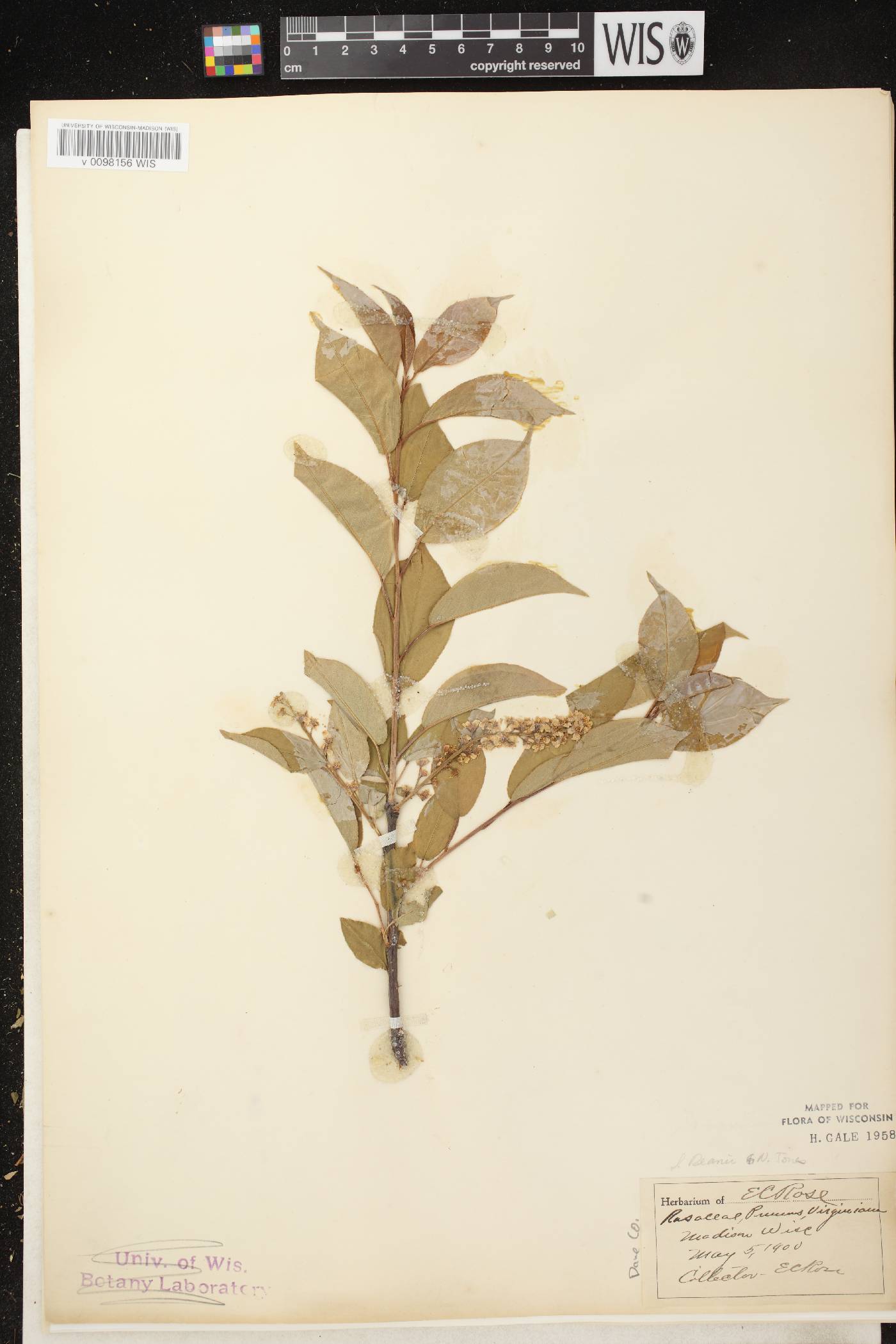 Prunus virginiana image