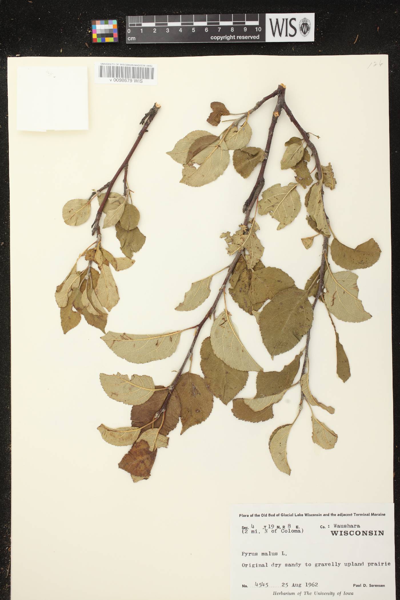 Malus pumila image