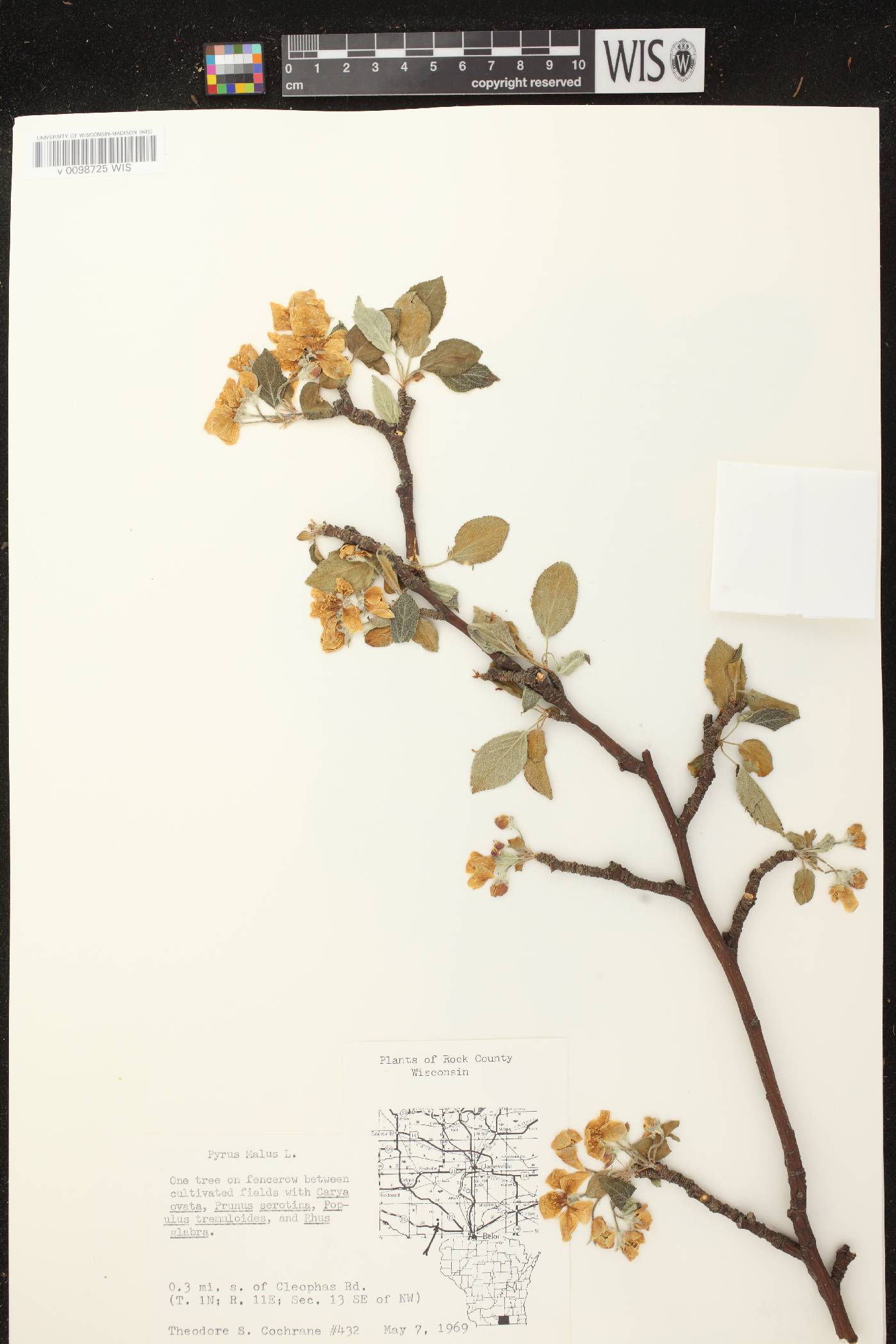 Malus pumila image