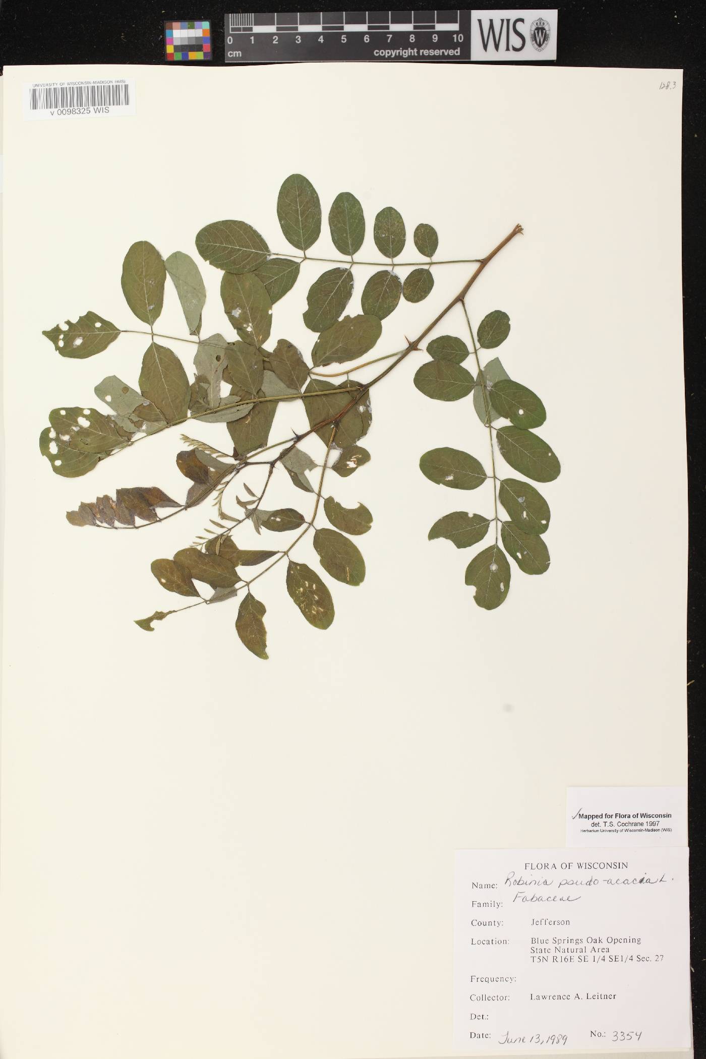 Robinia pseudoacacia image