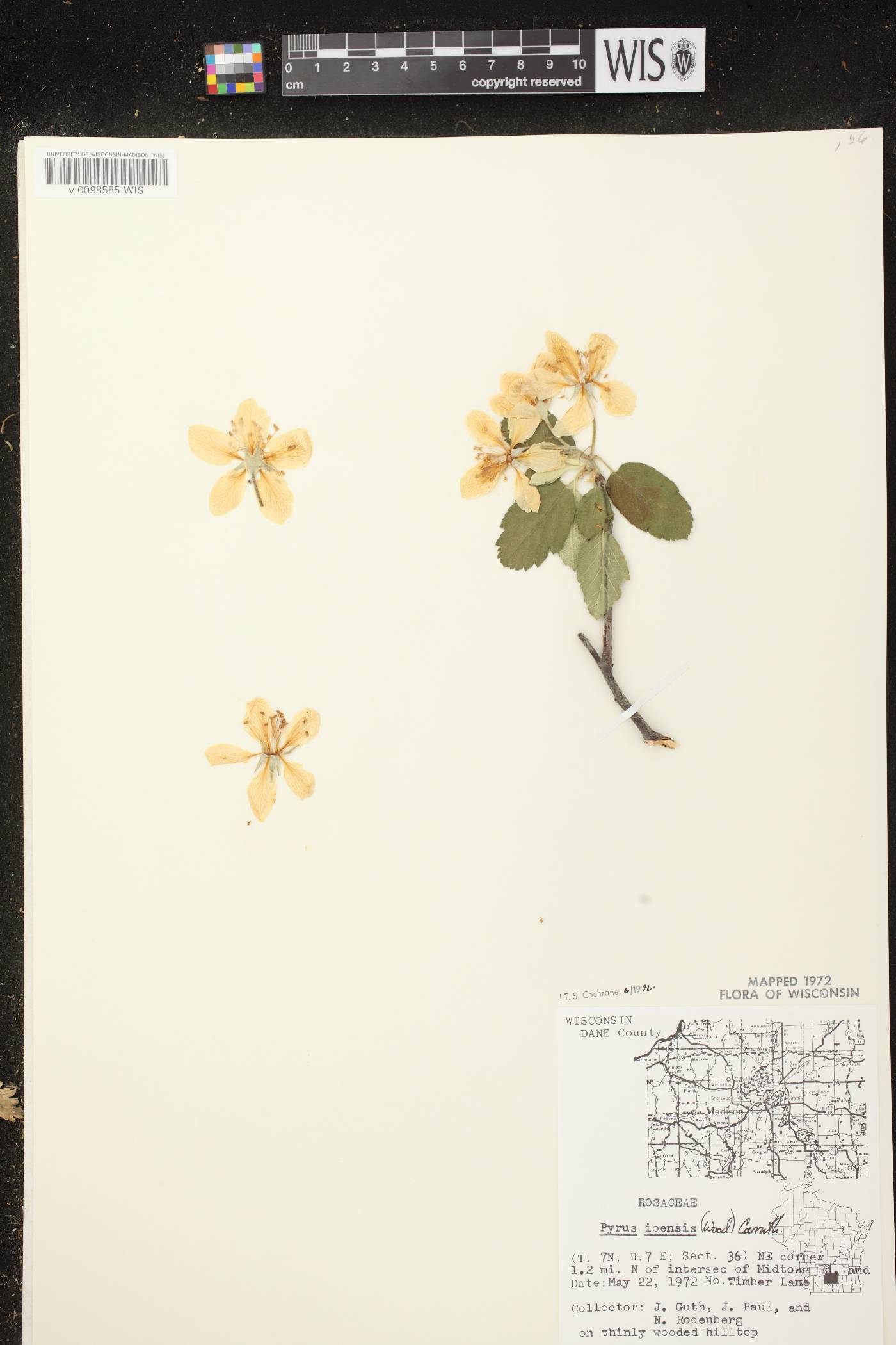 Malus ioensis image