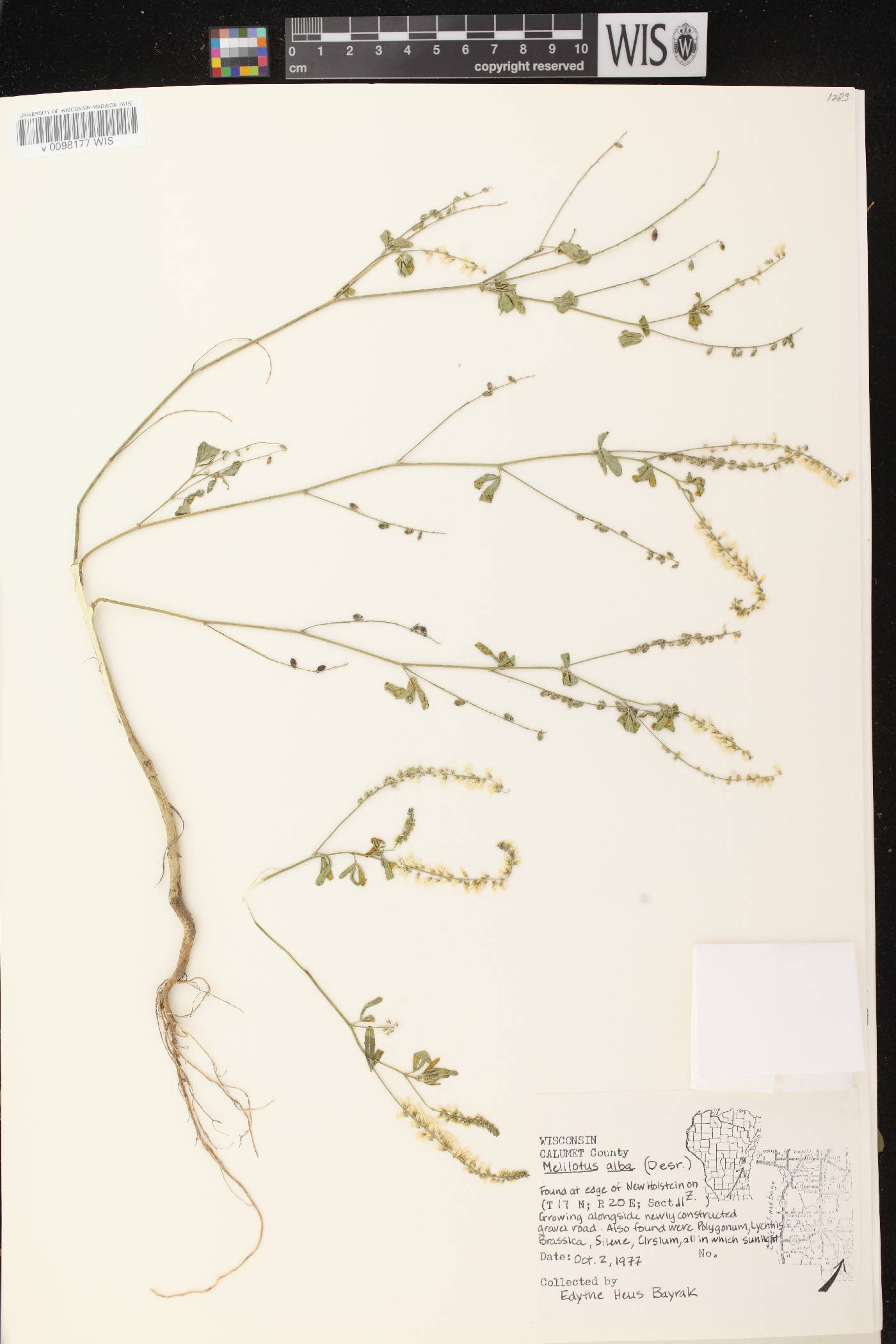 Melilotus albus image