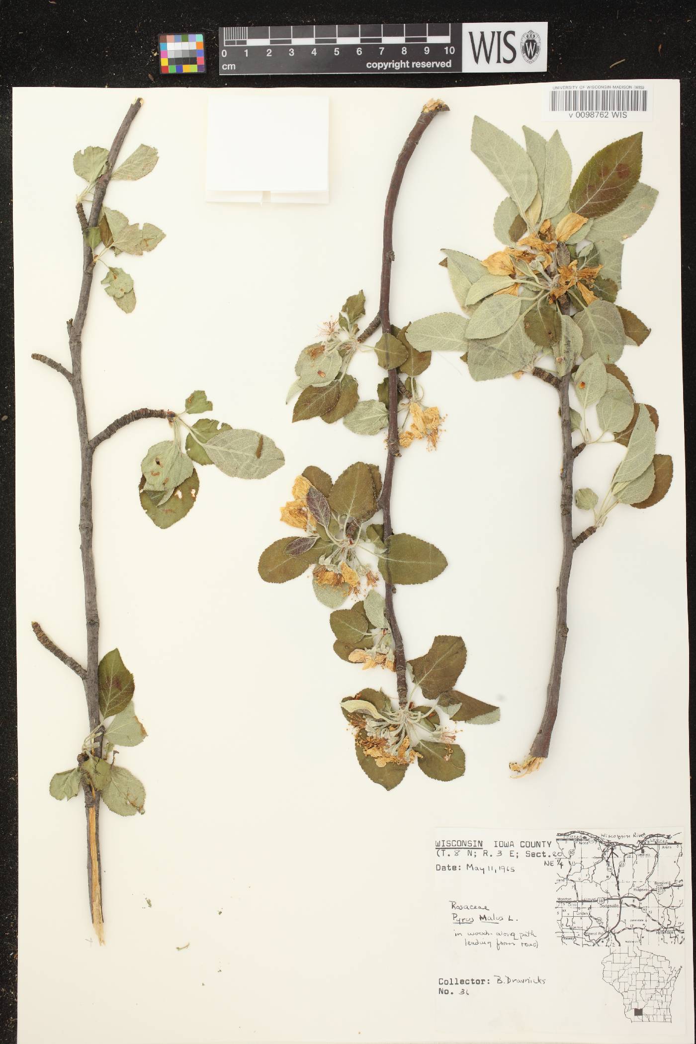 Malus pumila image