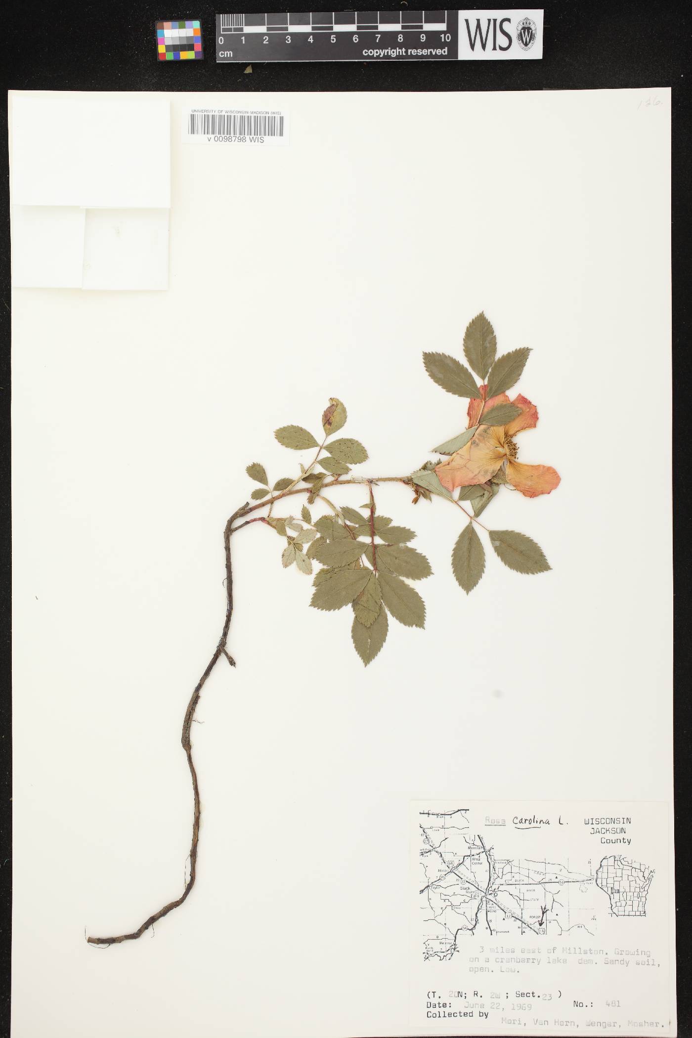 Rosa carolina image