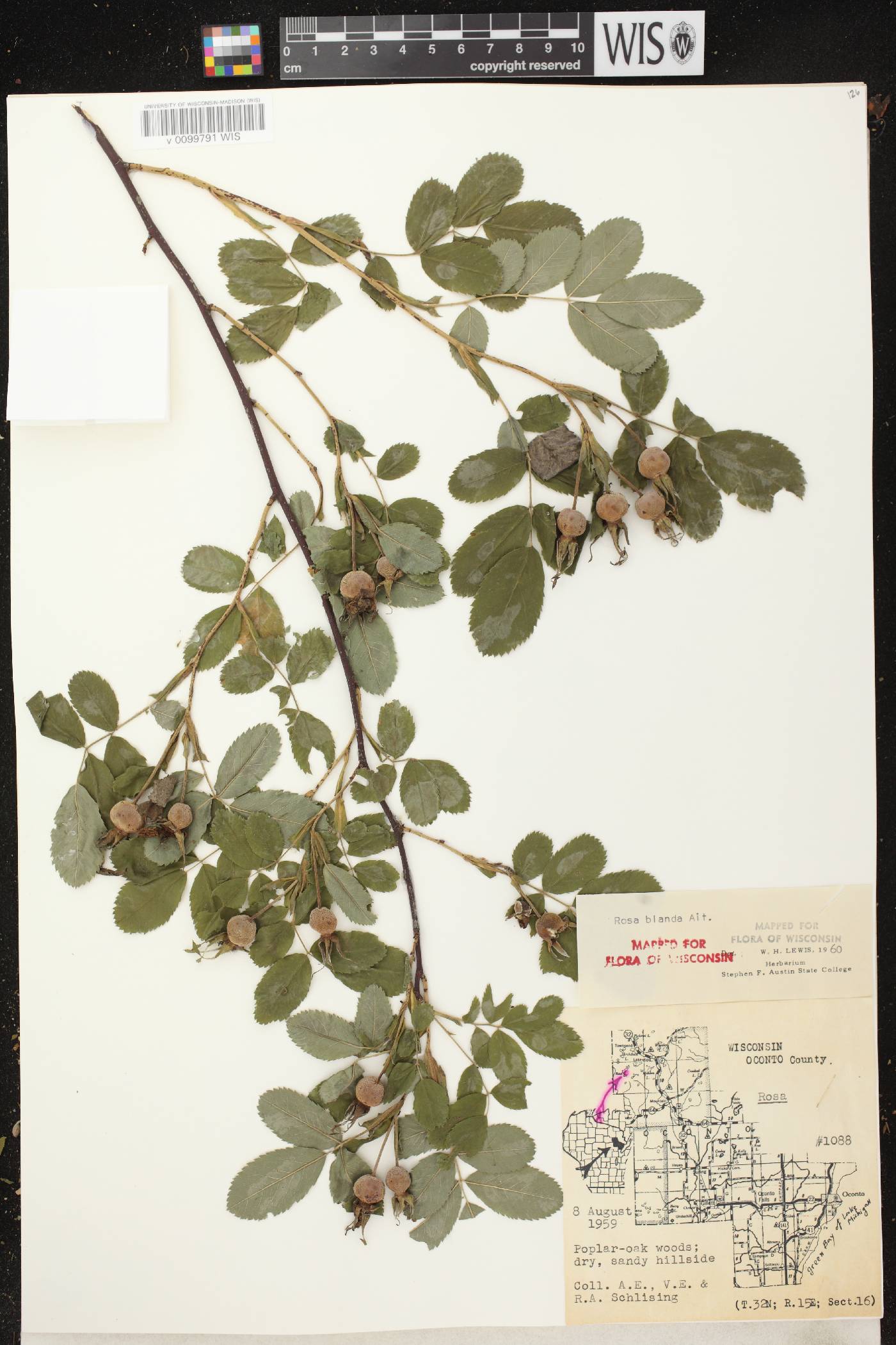 Rosa blanda image