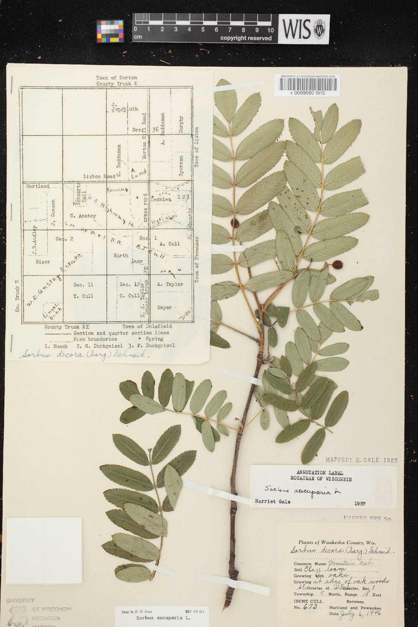 Sorbus aucuparia image