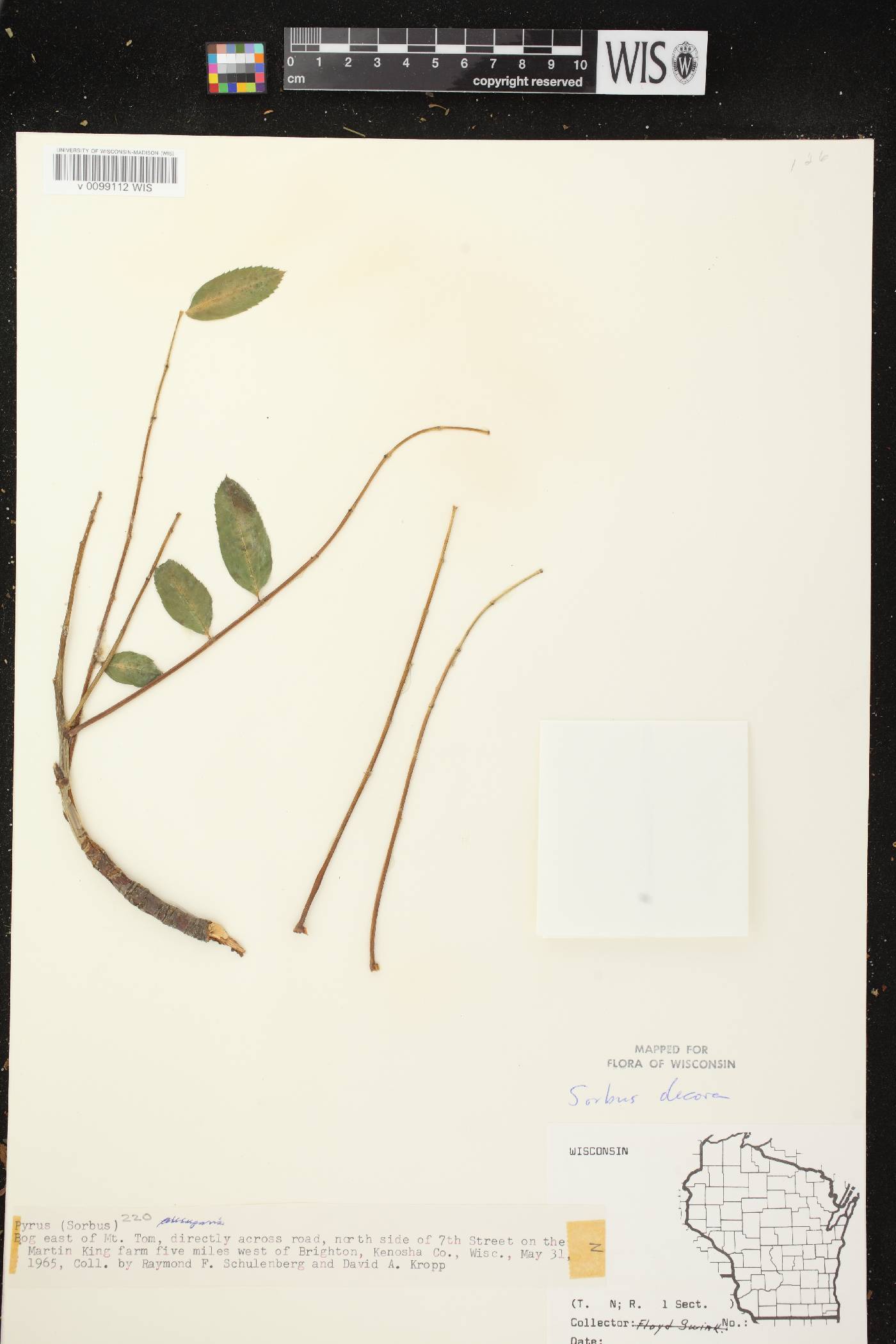 Sorbus decora image