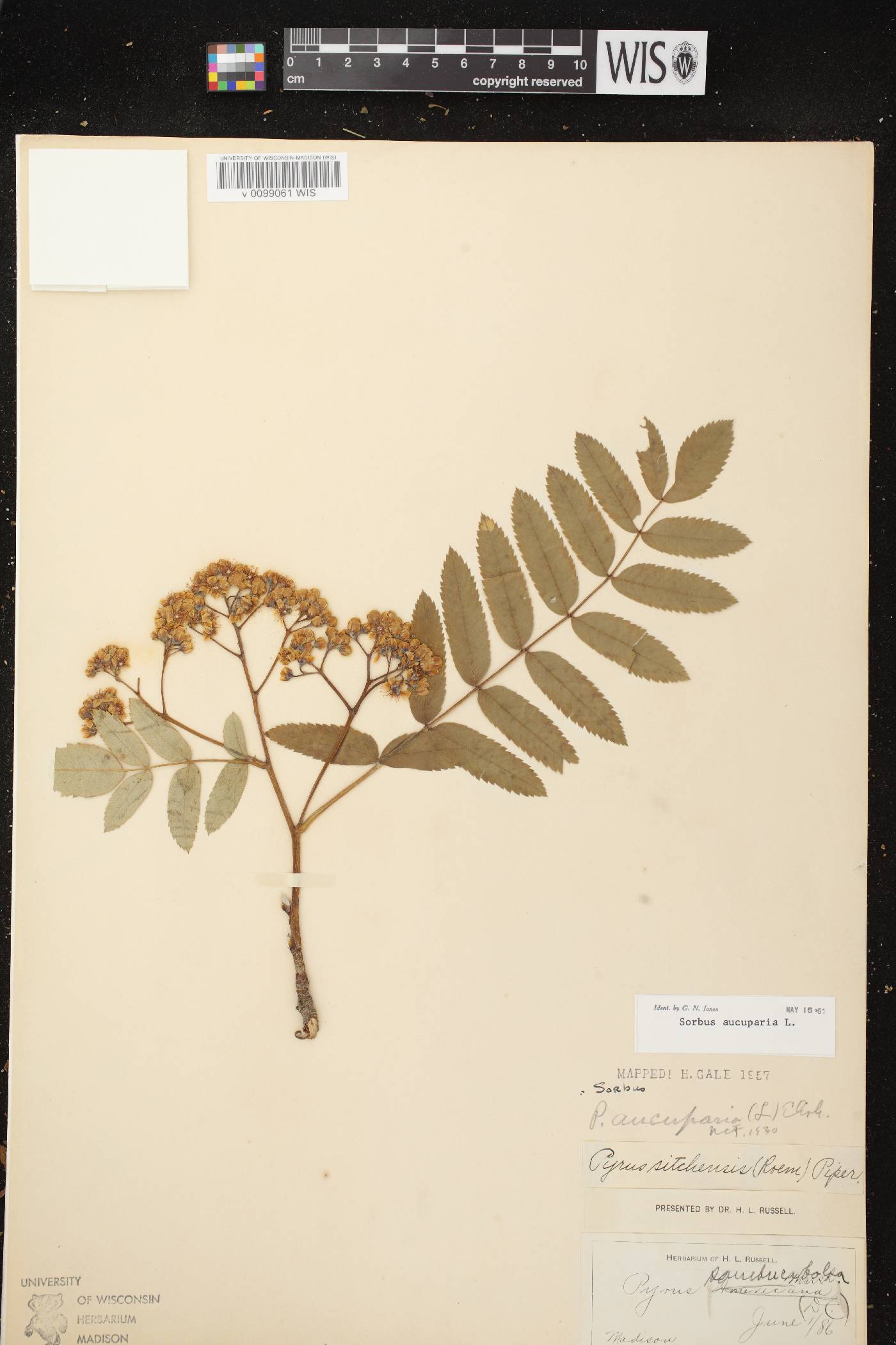 Sorbus aucuparia image