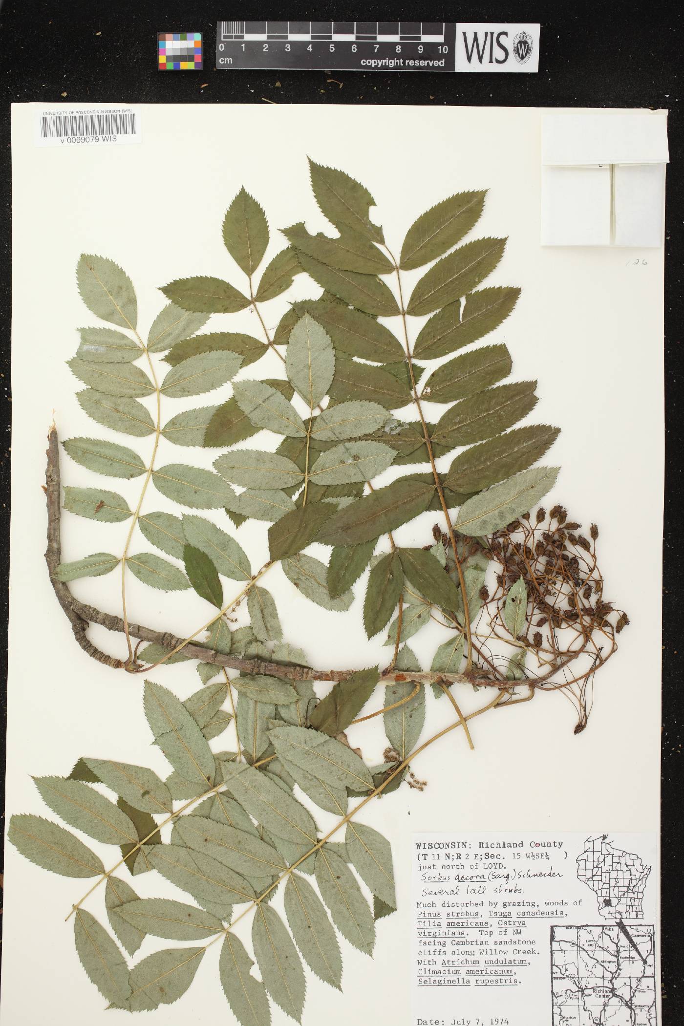 Sorbus decora image