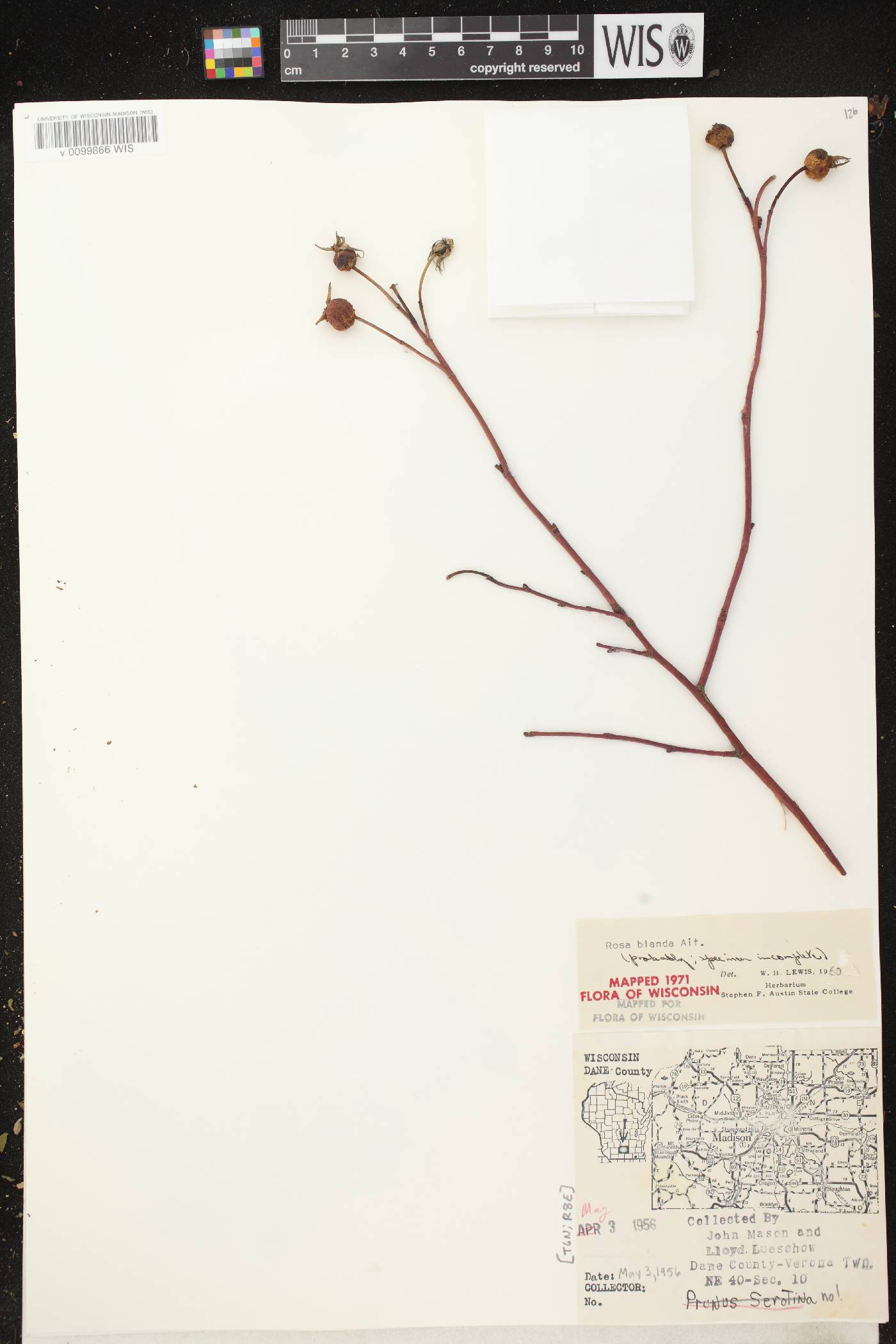 Rosa blanda image