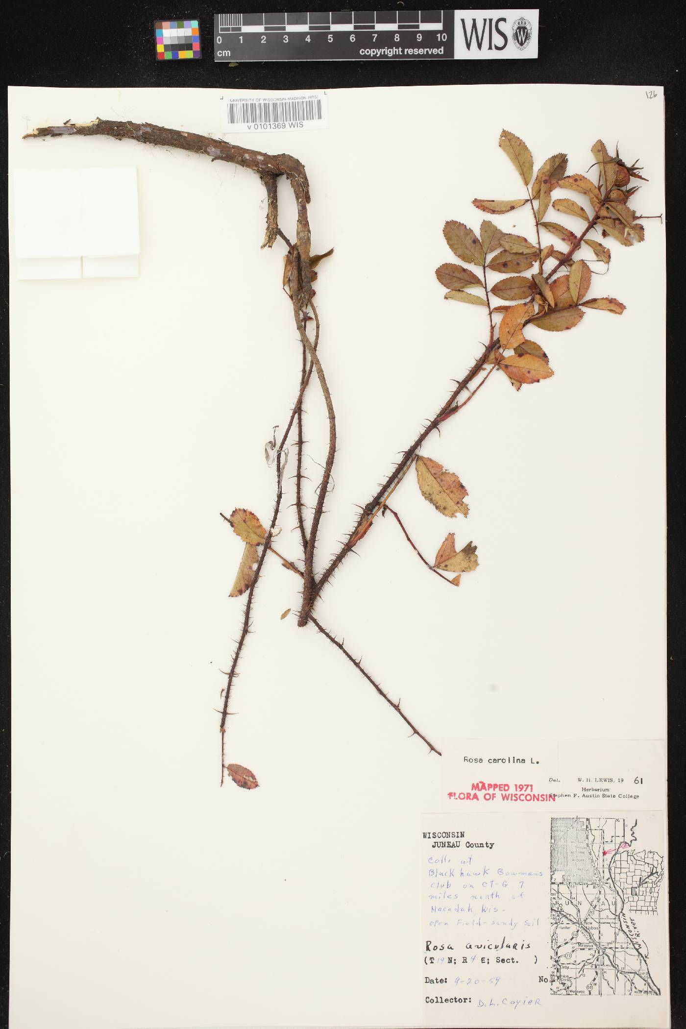 Rosa carolina image