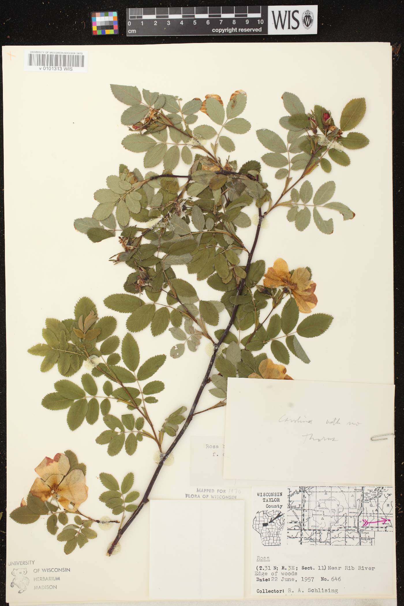 Rosa blanda image