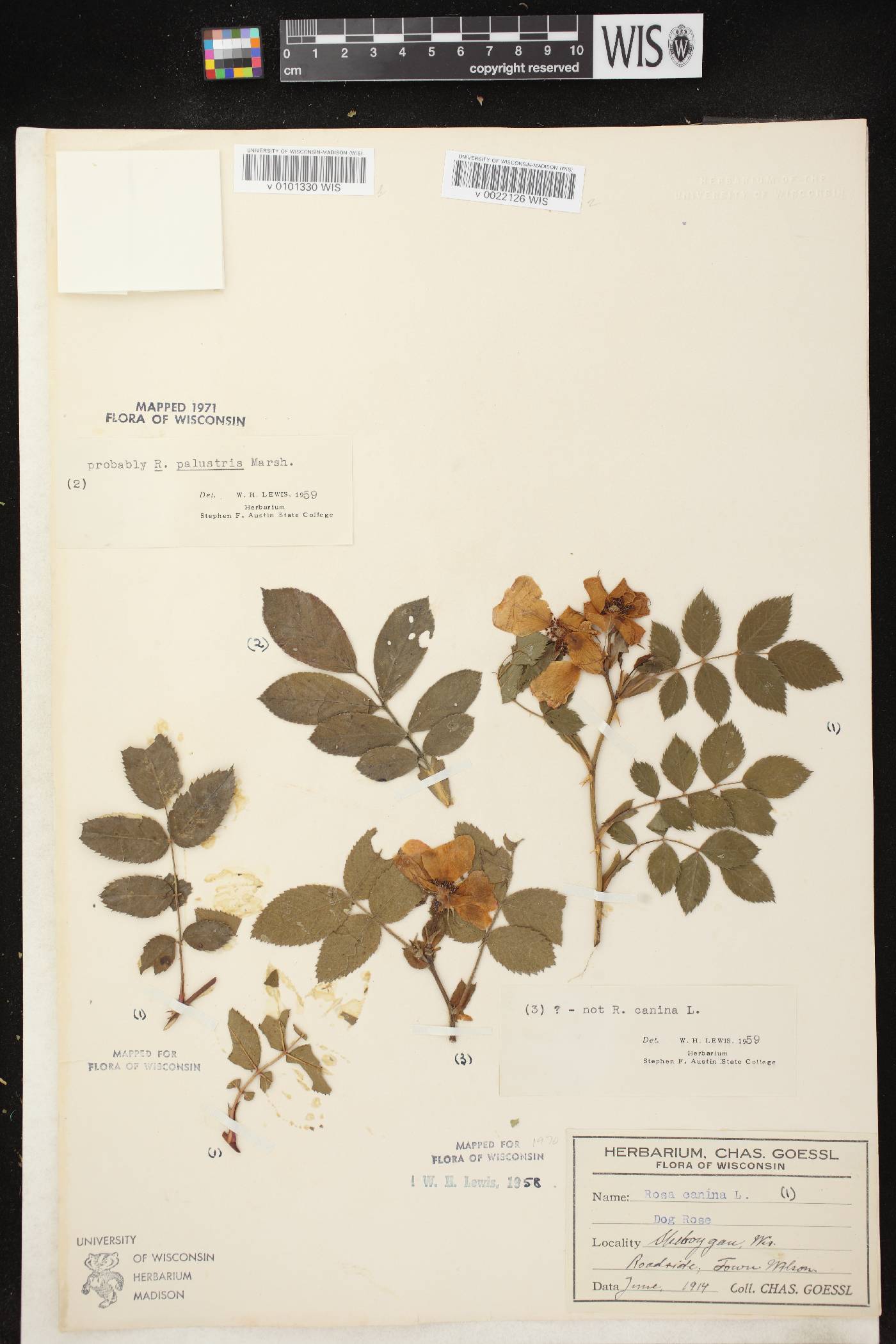 Rosa canina image