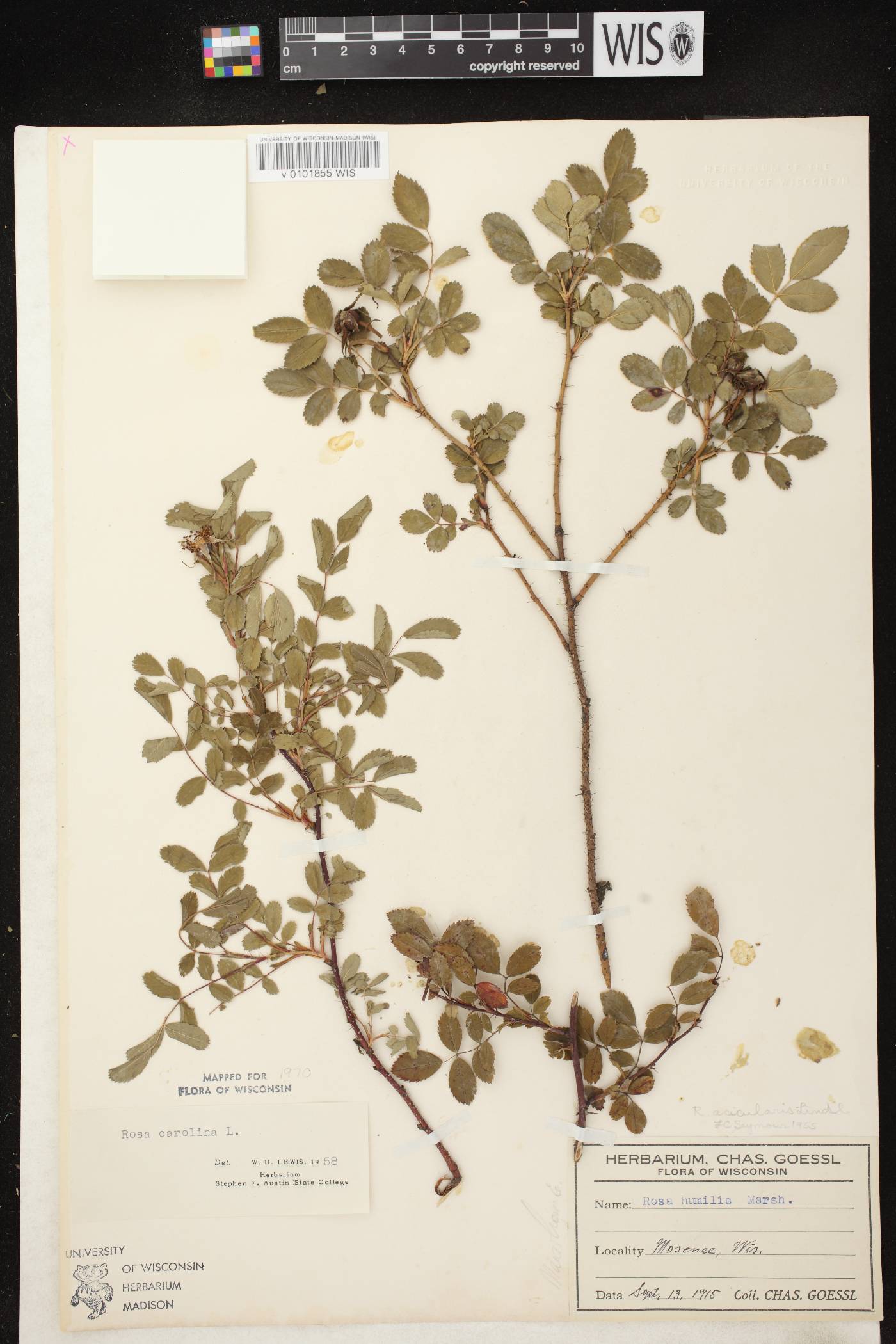 Rosa carolina image