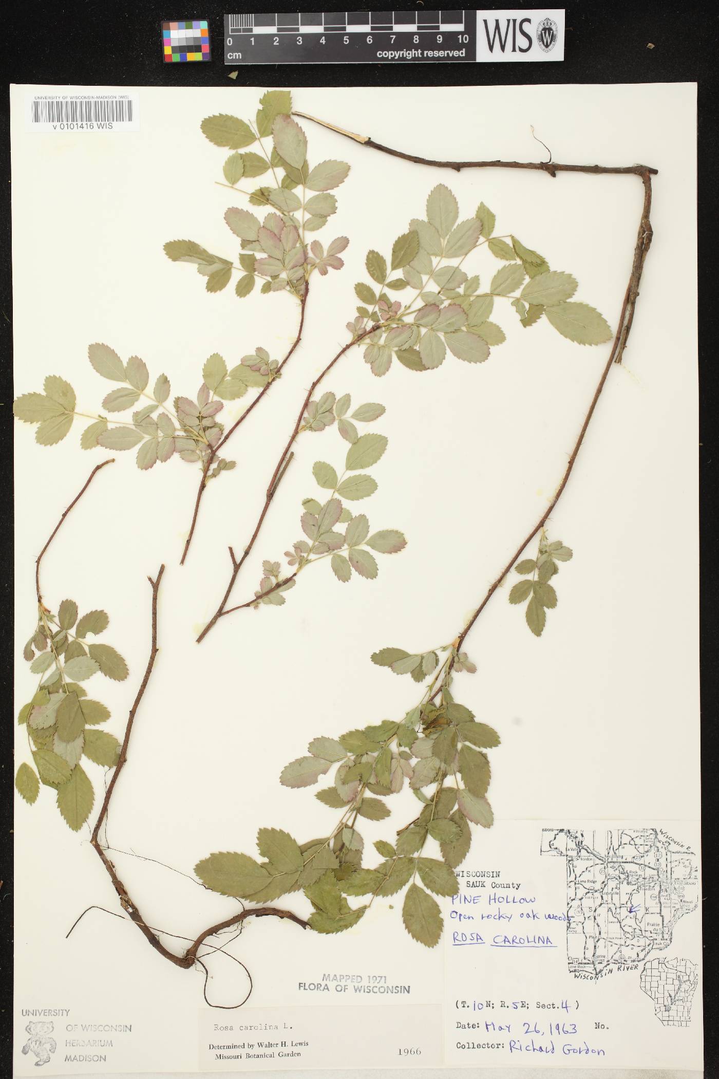 Rosa carolina image