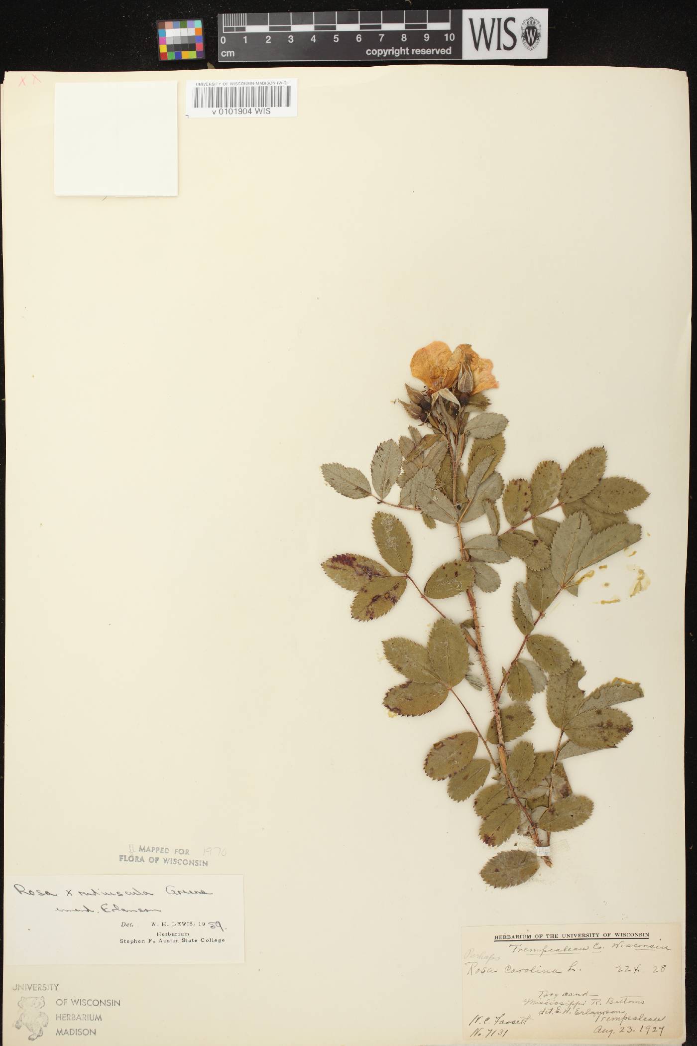 Rosa carolina image