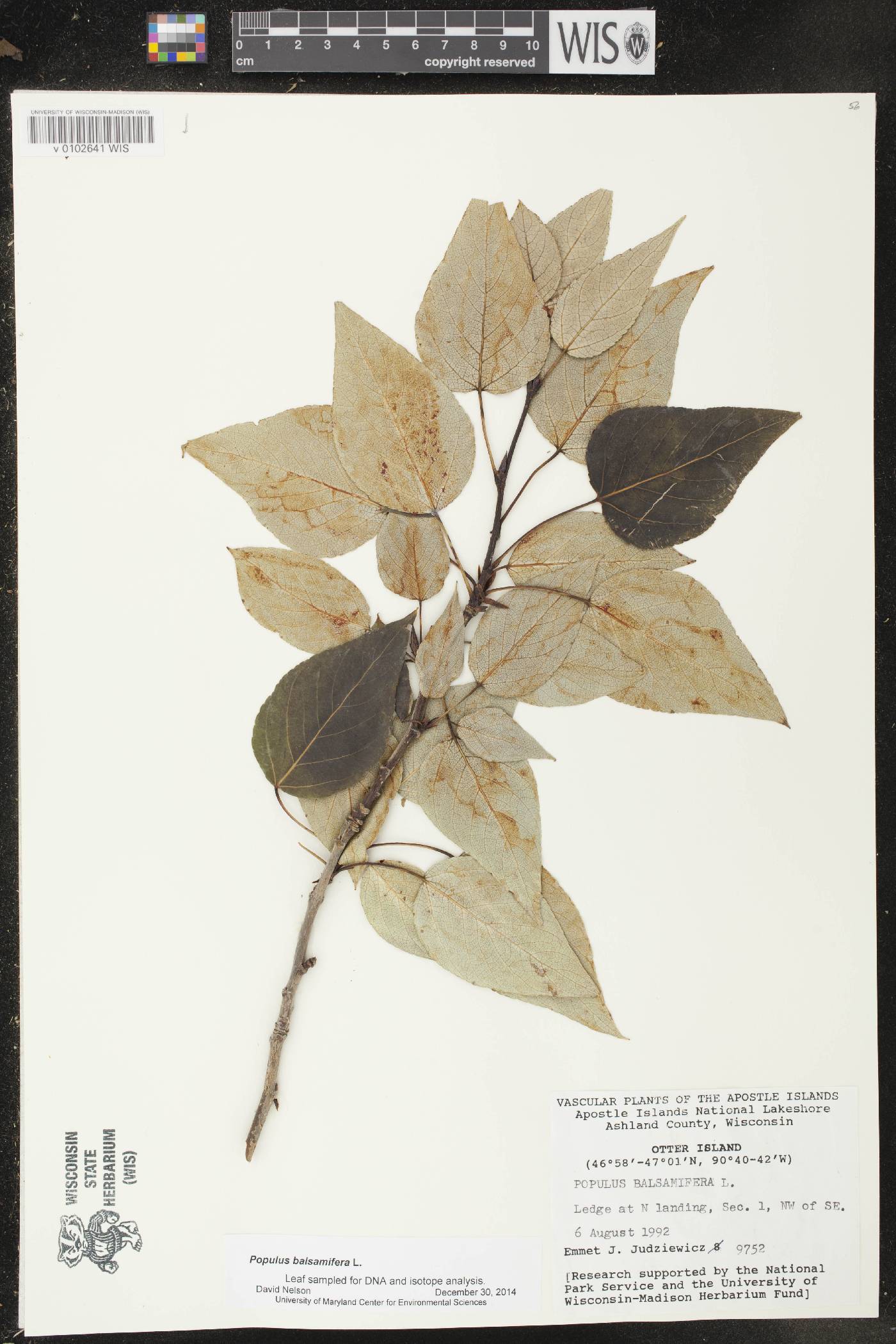 Populus balsamifera image