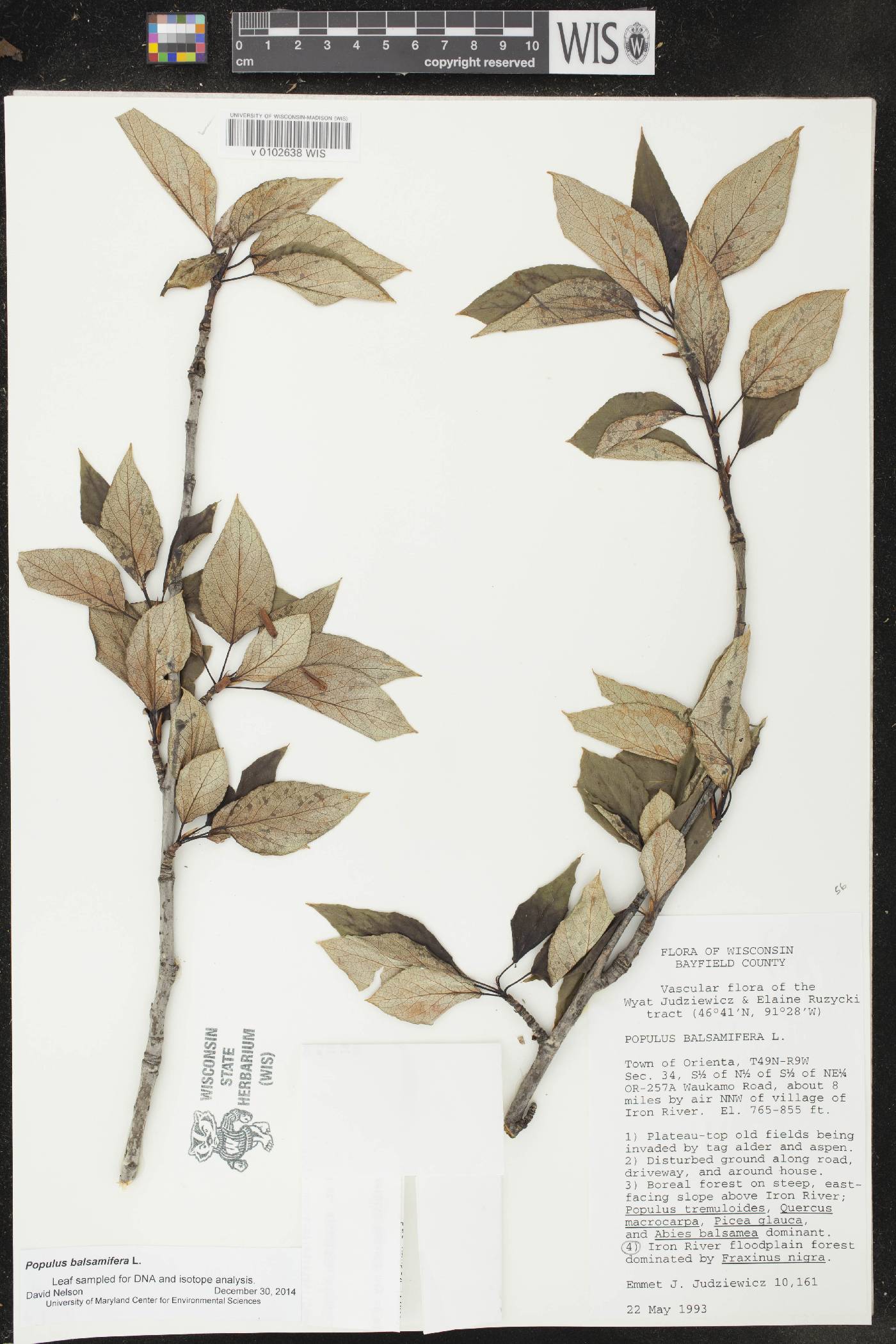Populus balsamifera image