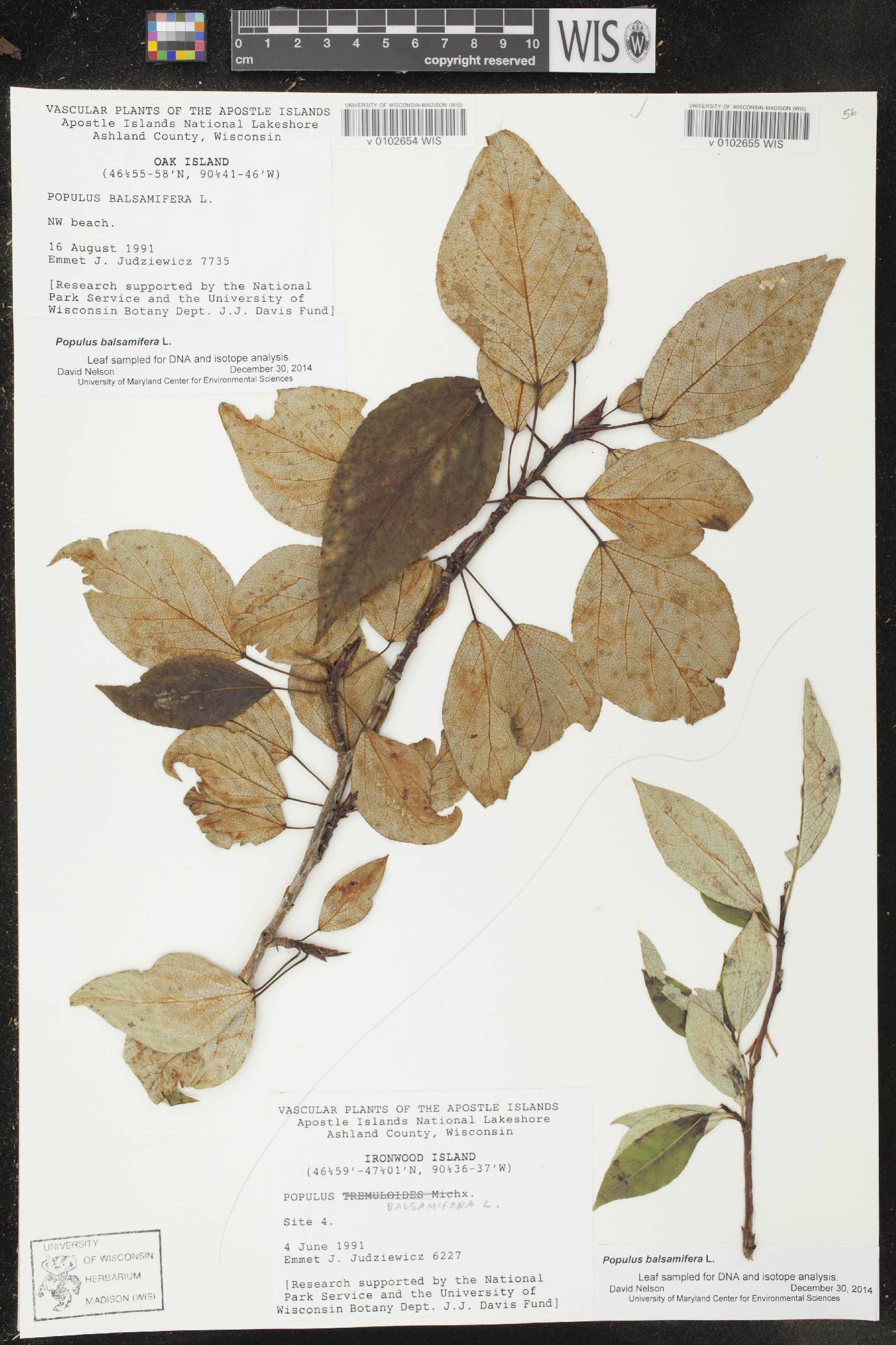 Populus balsamifera image