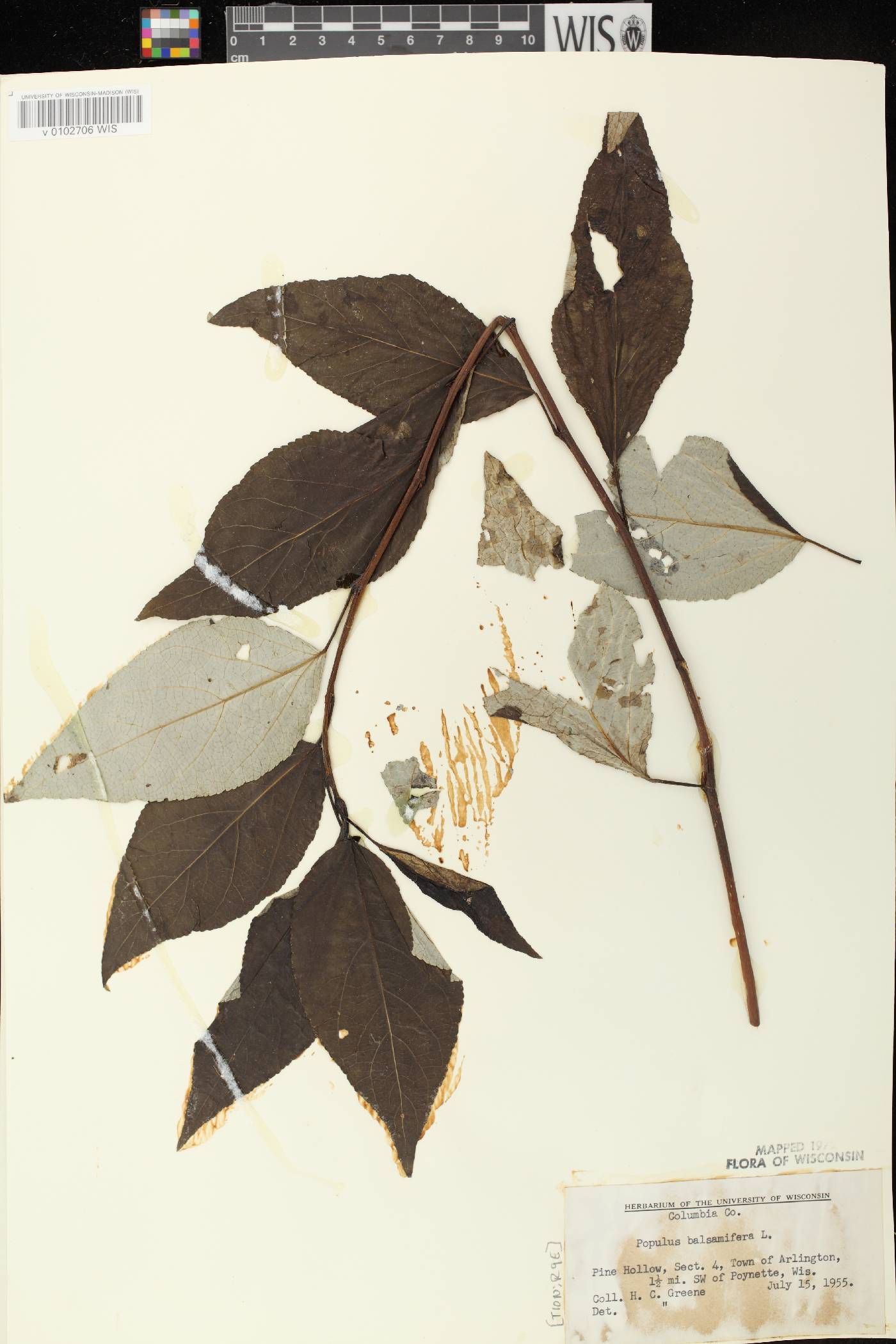Populus balsamifera image