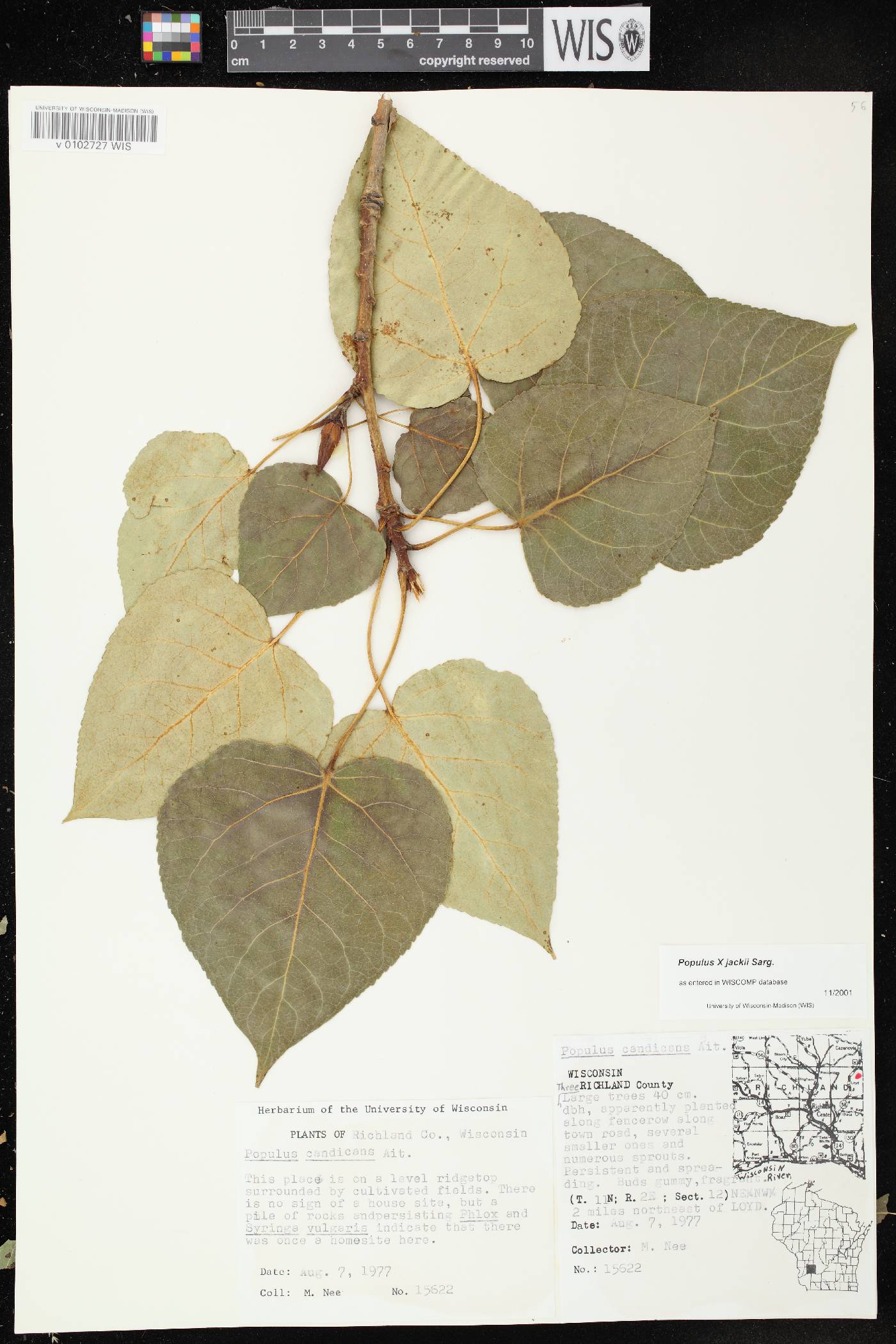 Populus x jackii image
