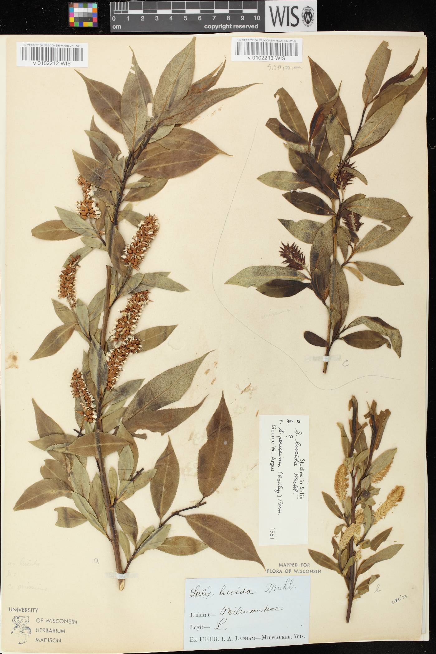 Salix serissima image
