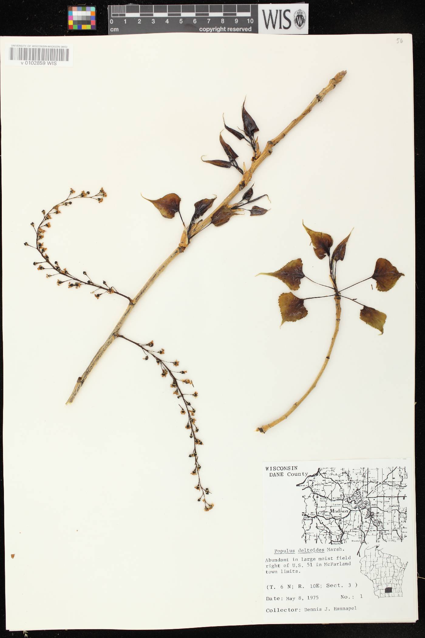 Populus deltoides subsp. monilifera image