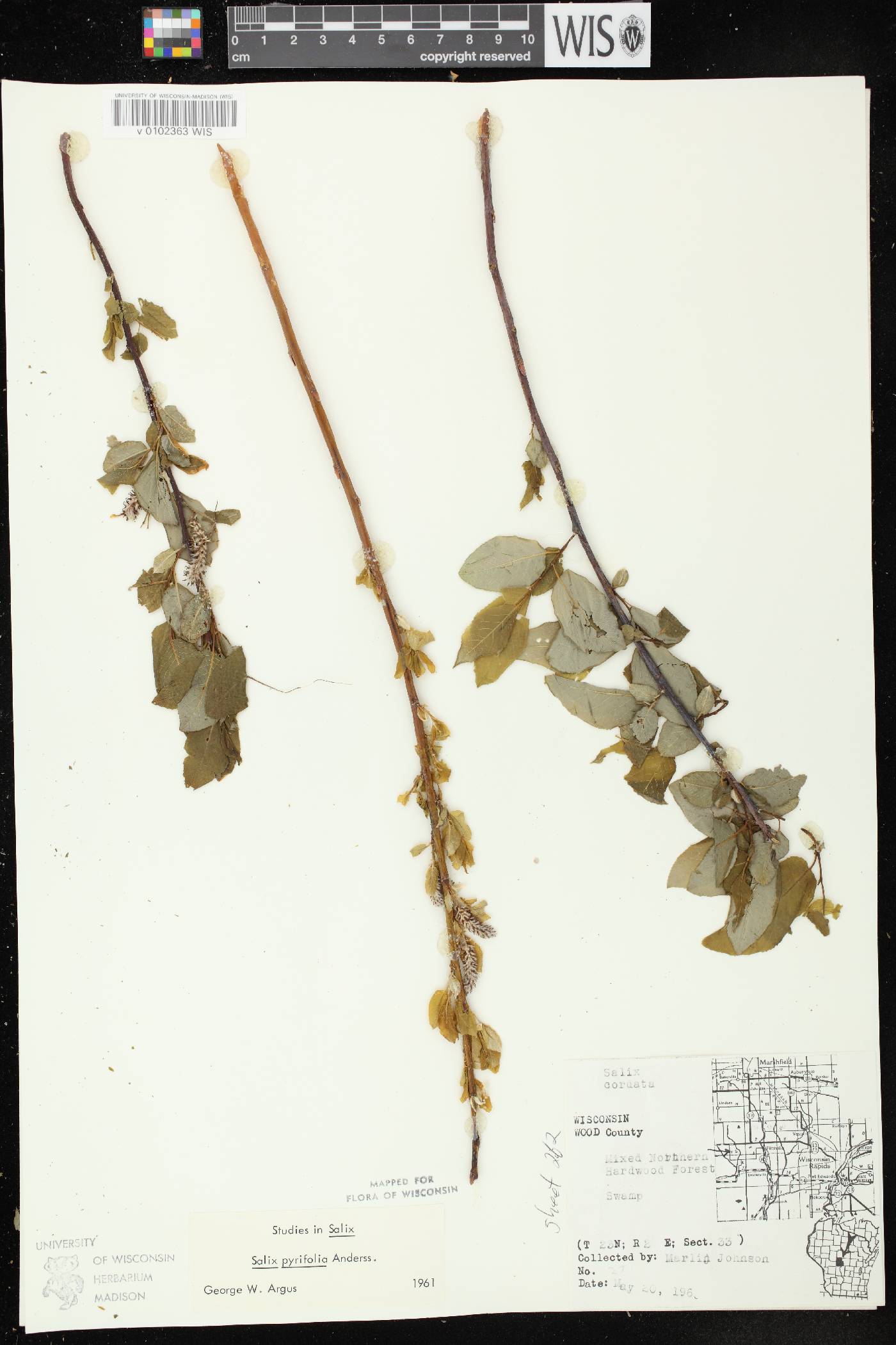 Salix pyrifolia image