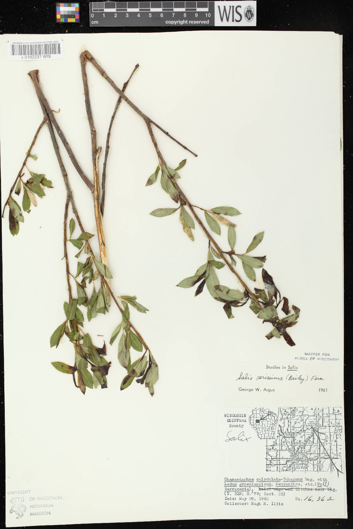 Salix serissima image