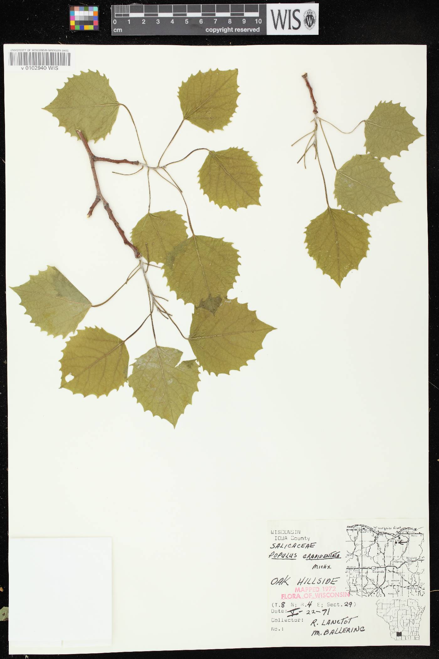 Populus grandidentata image