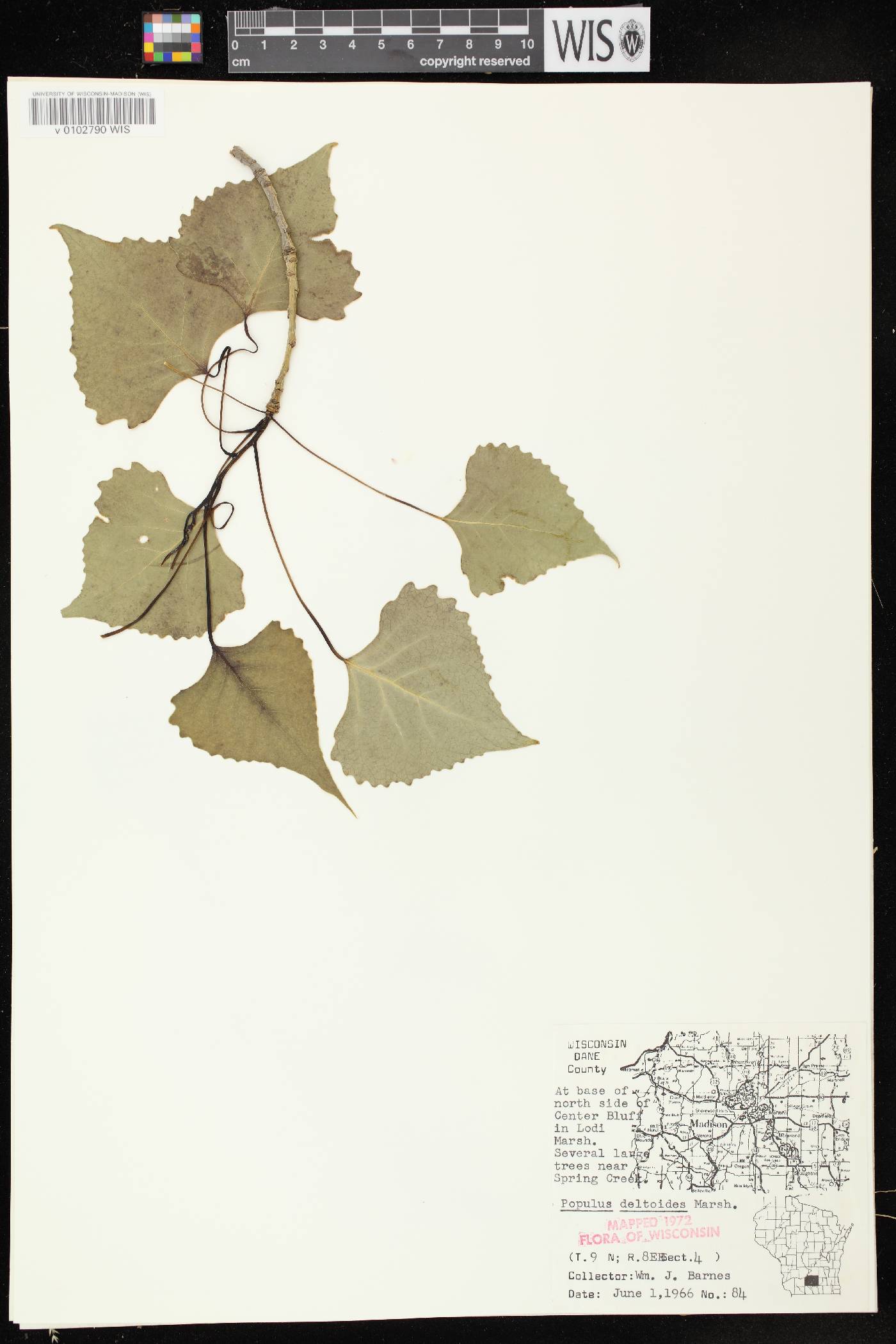 Populus deltoides subsp. monilifera image
