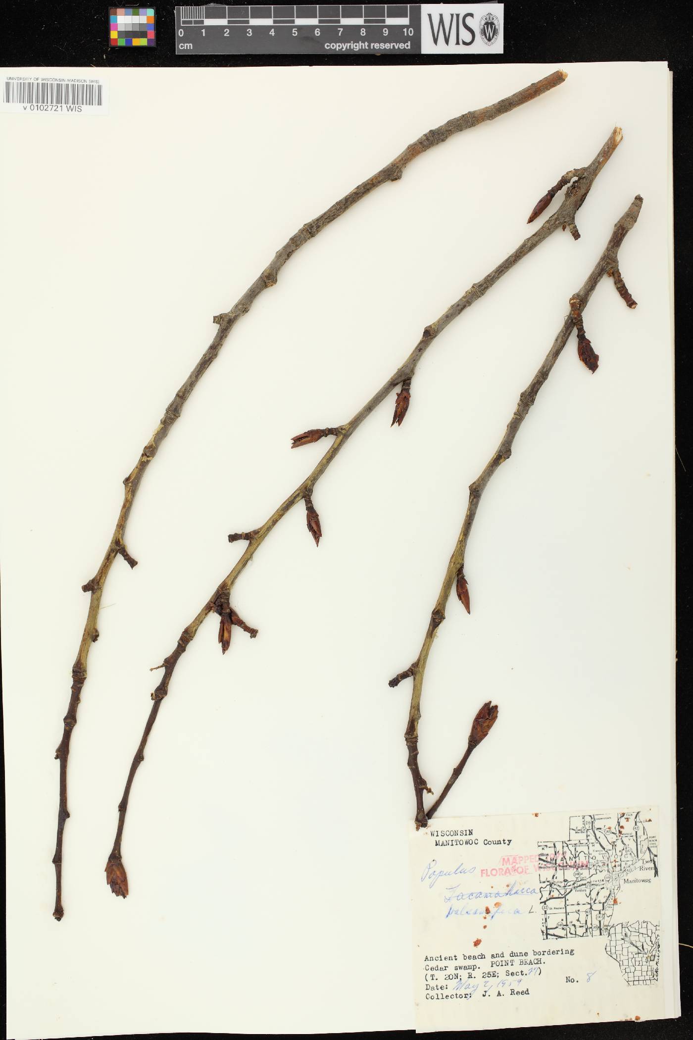 Populus balsamifera image