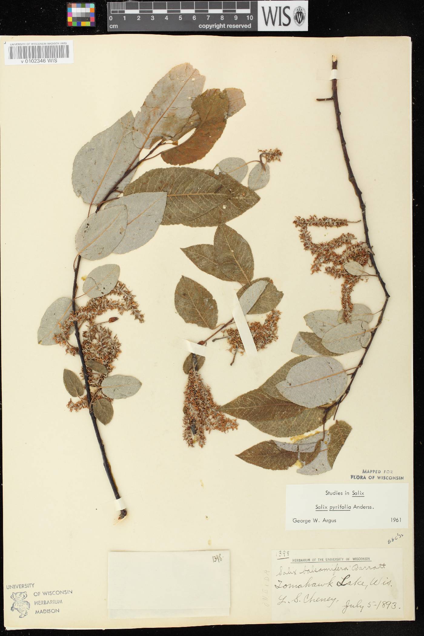 Salix pyrifolia image