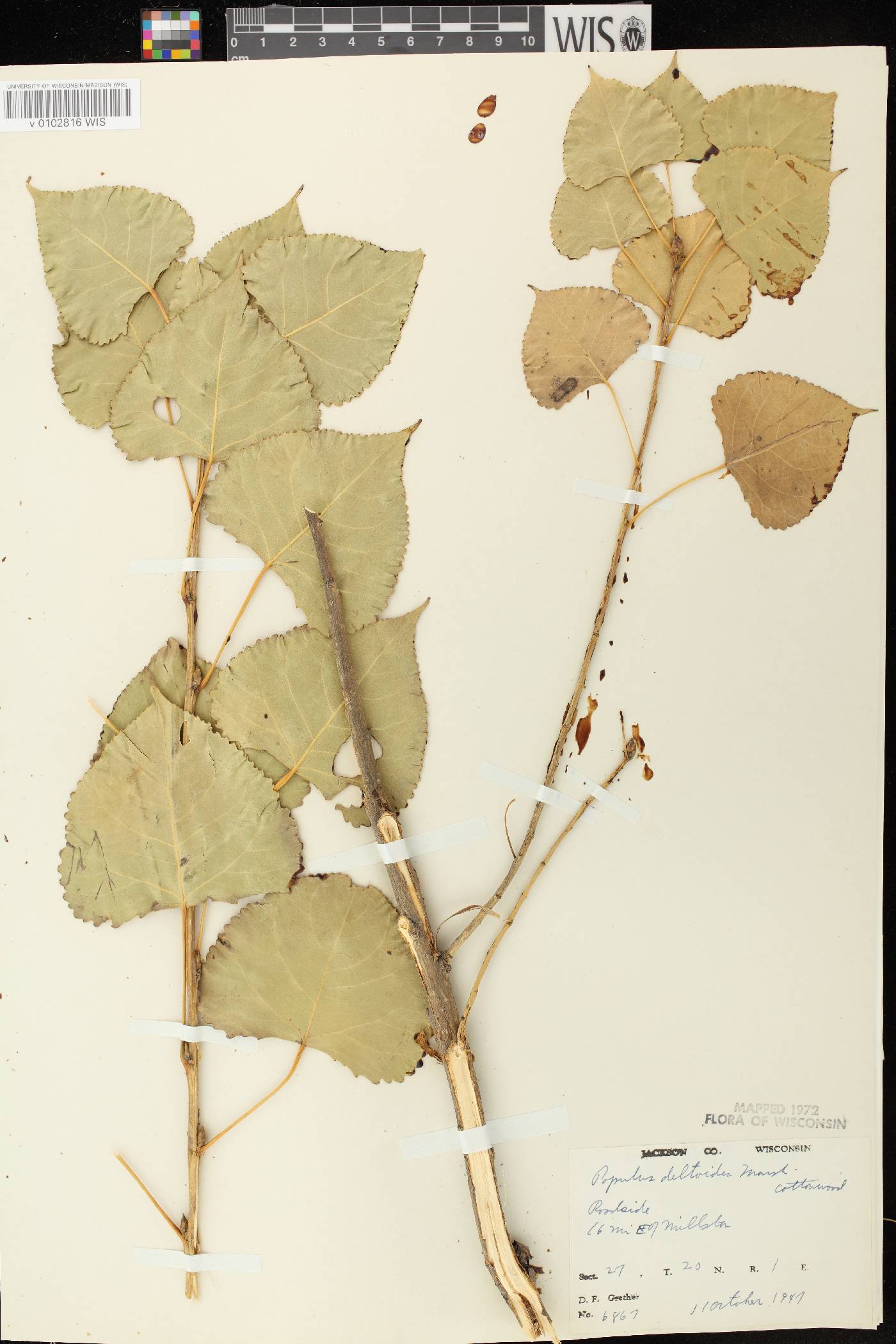 Populus deltoides image