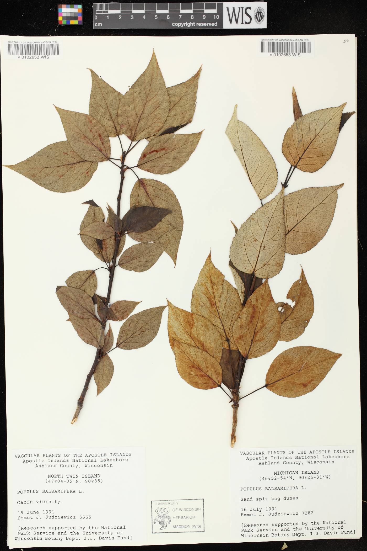 Populus balsamifera image
