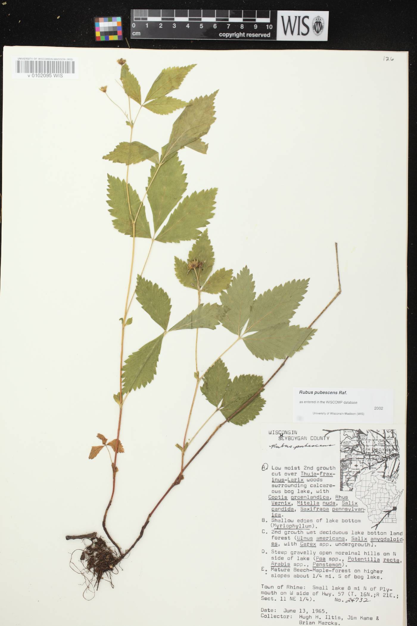 Rubus pubescens image