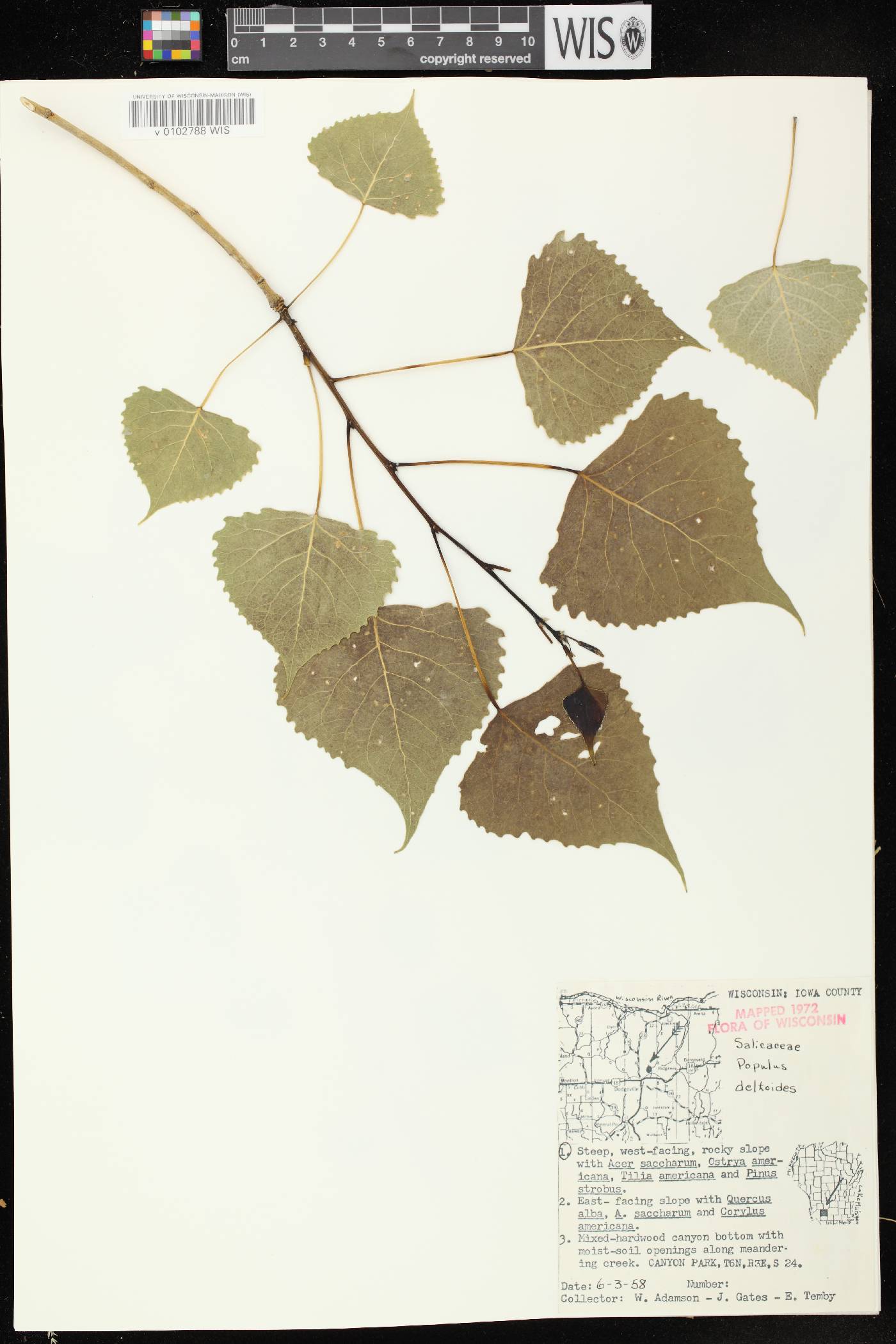 Populus deltoides subsp. monilifera image